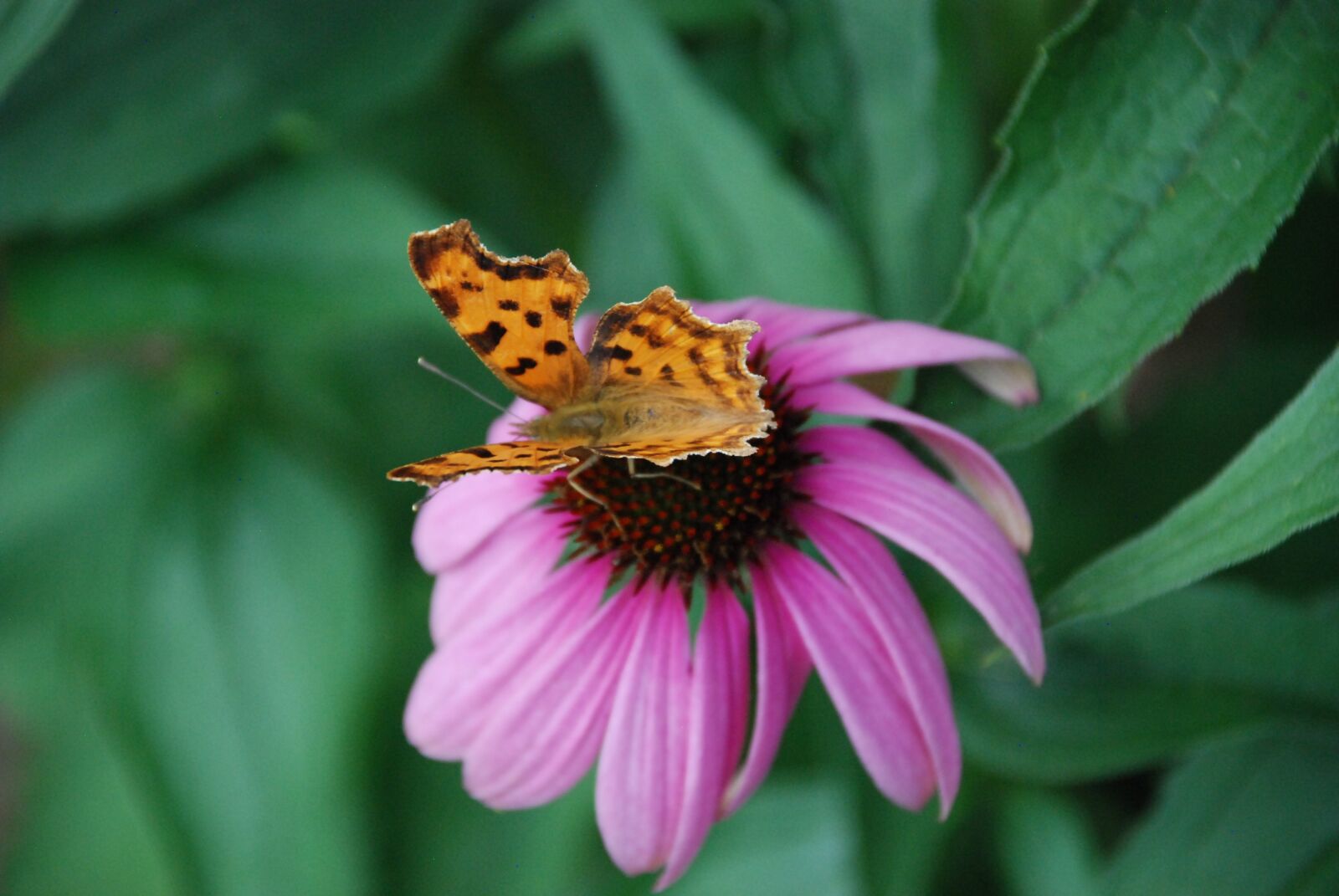 Nikon D80 sample photo. Butterfly, blossom, bloom photography