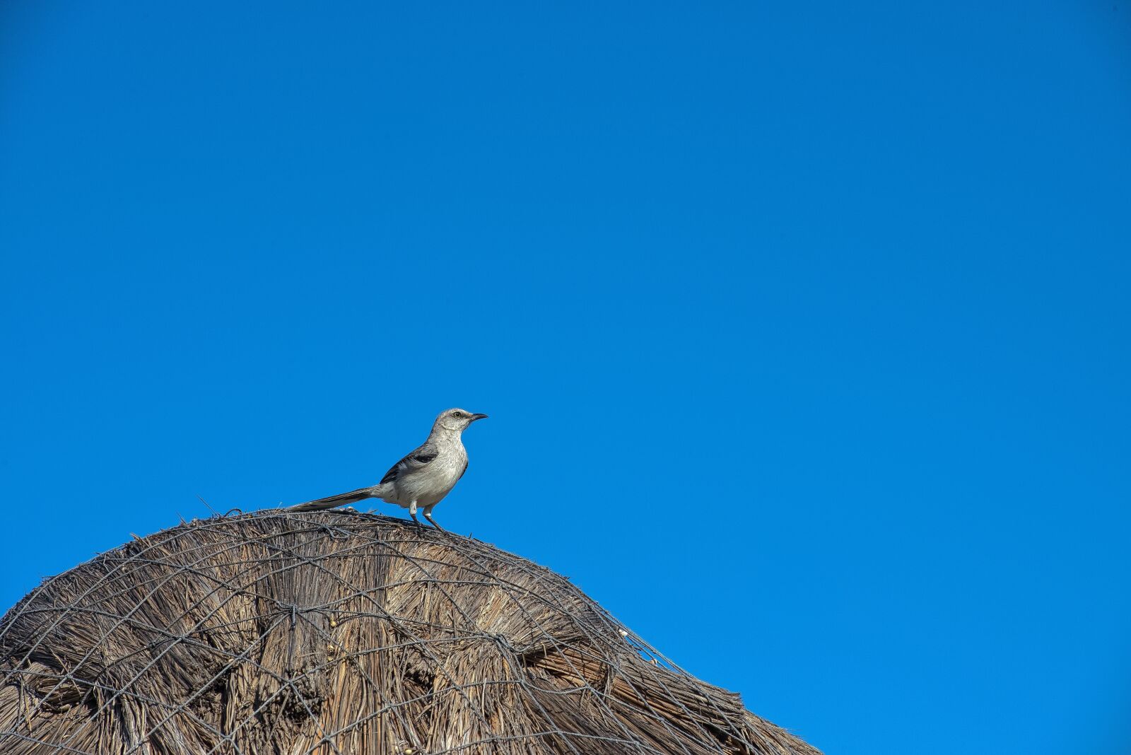 Nikon D800 sample photo. Bird, wildlife, nature photography