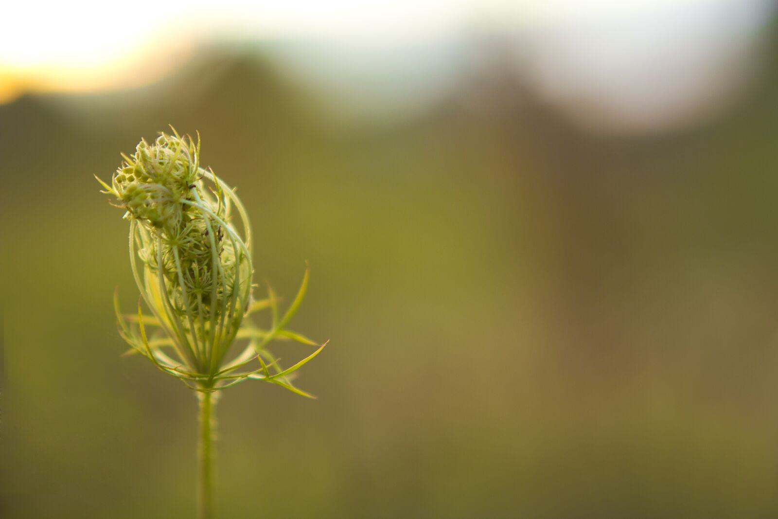 Canon EOS 600D (Rebel EOS T3i / EOS Kiss X5) sample photo. Bud, blossom, bloom photography
