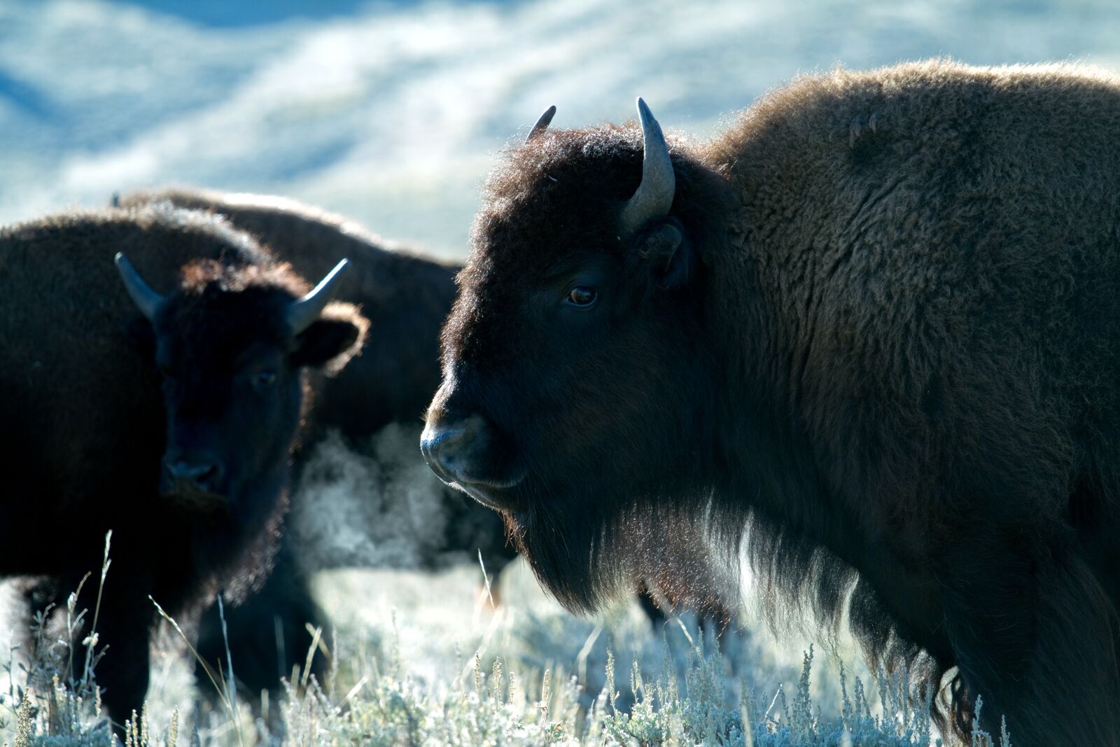 Canon EOS 7D sample photo. Yellowstone national park, wyoming photography