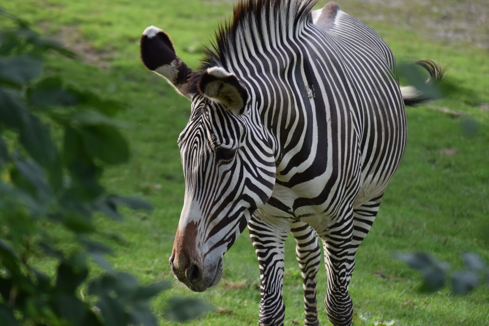 Nikon D3300 sample photo. Zebra, stripes, animal photography