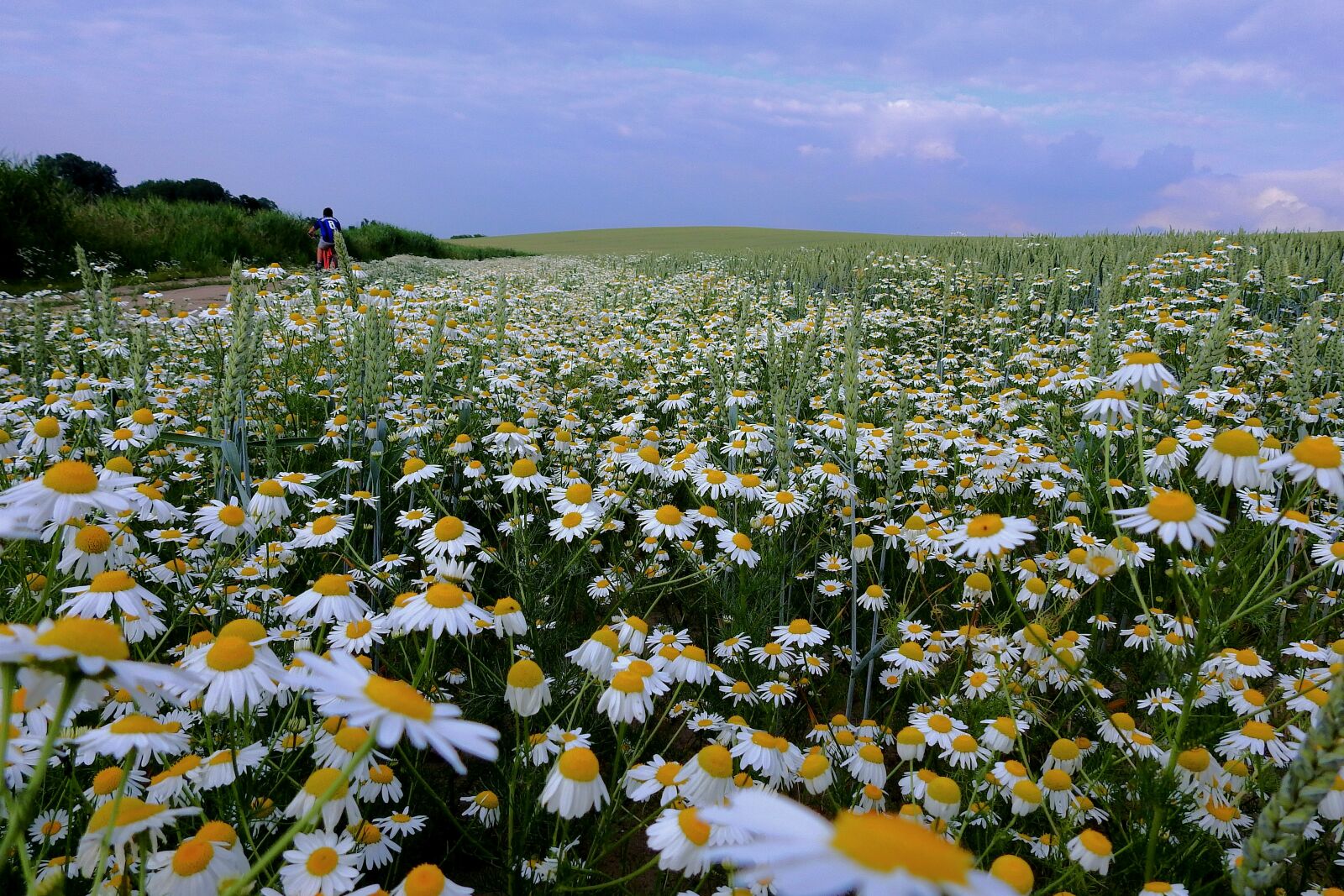 Nikon Coolpix P900 sample photo. Camomile, landscape, flowers photography