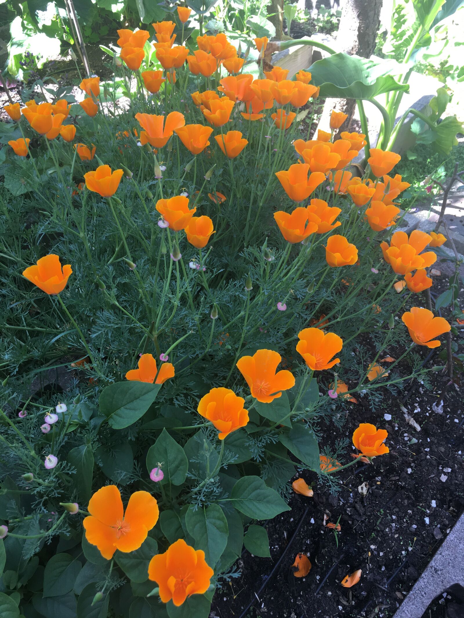 Apple iPhone 6s sample photo. California, poppies, galore photography