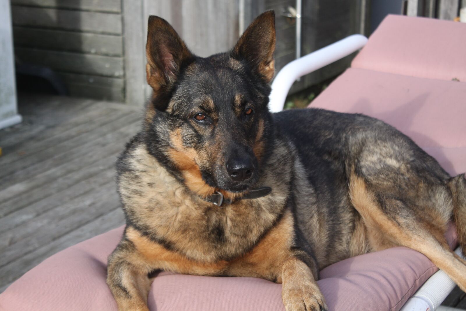 Canon EOS 50D sample photo. German shepherd, purebred, dog photography