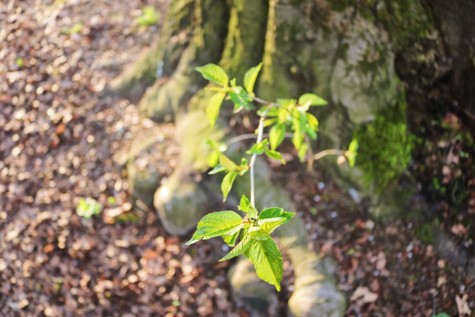 Canon EOS 750D (EOS Rebel T6i / EOS Kiss X8i) sample photo. Canon, close, up, view photography