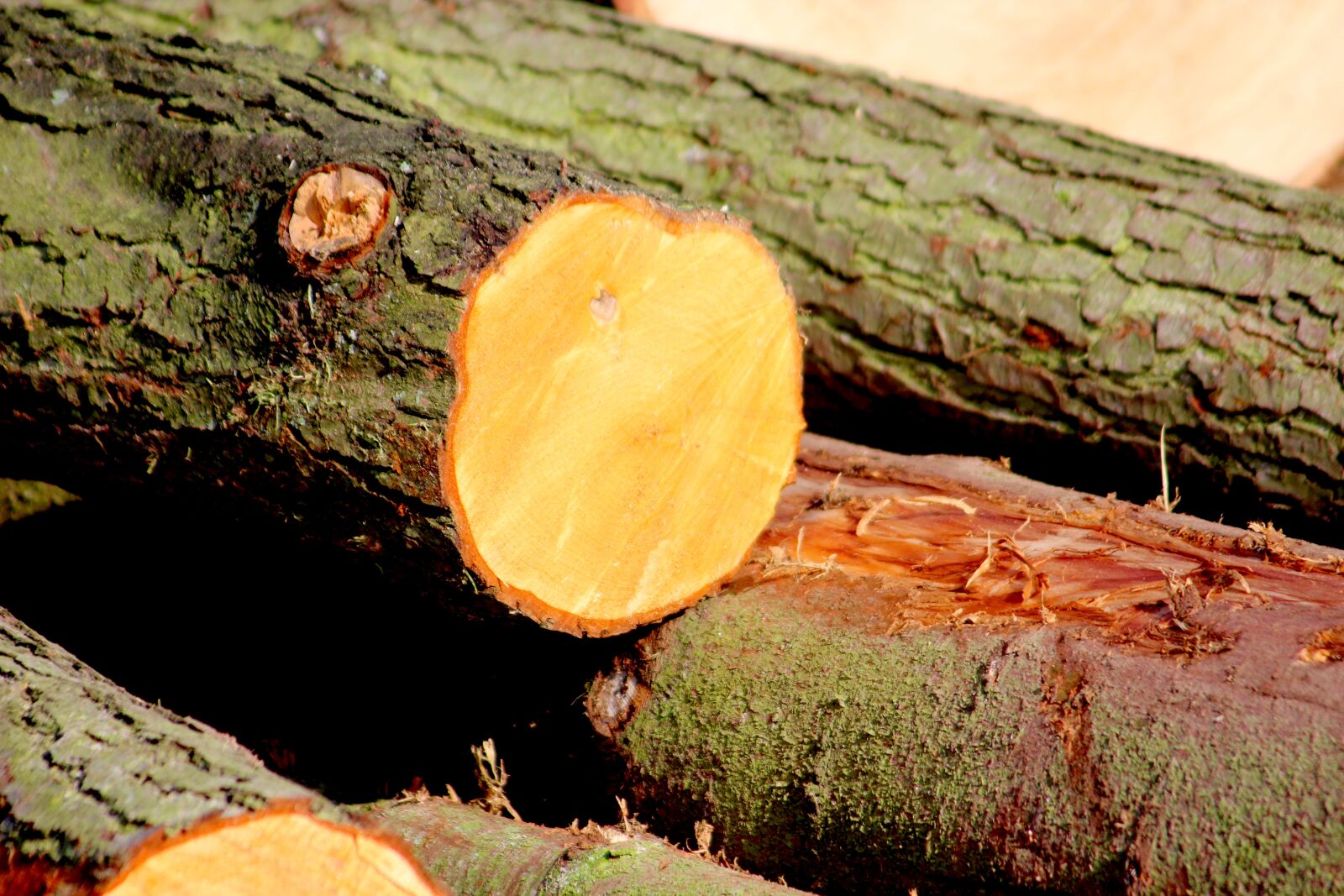 Canon EF 55-200mm F4.5-5.6 II USM sample photo. Wood, bark, like photography