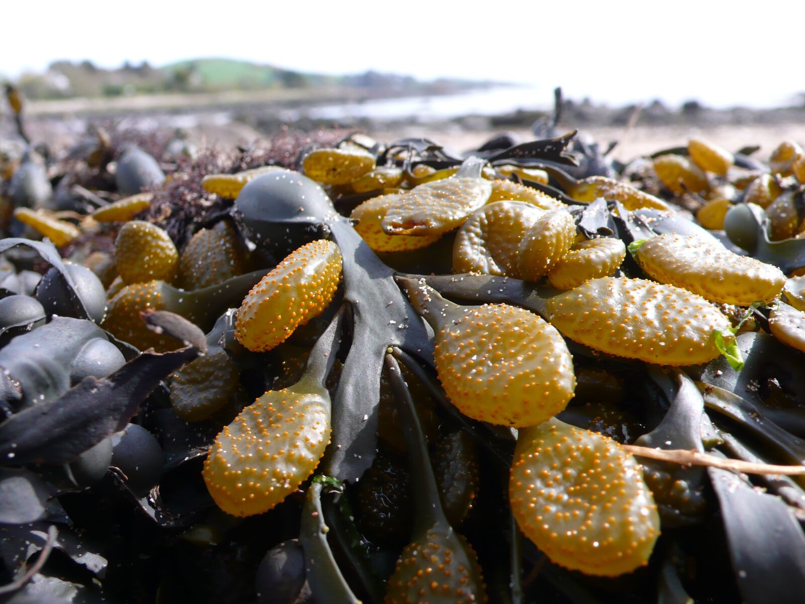 Panasonic DMC-LX2 sample photo. Kelp, seaweed, sea photography