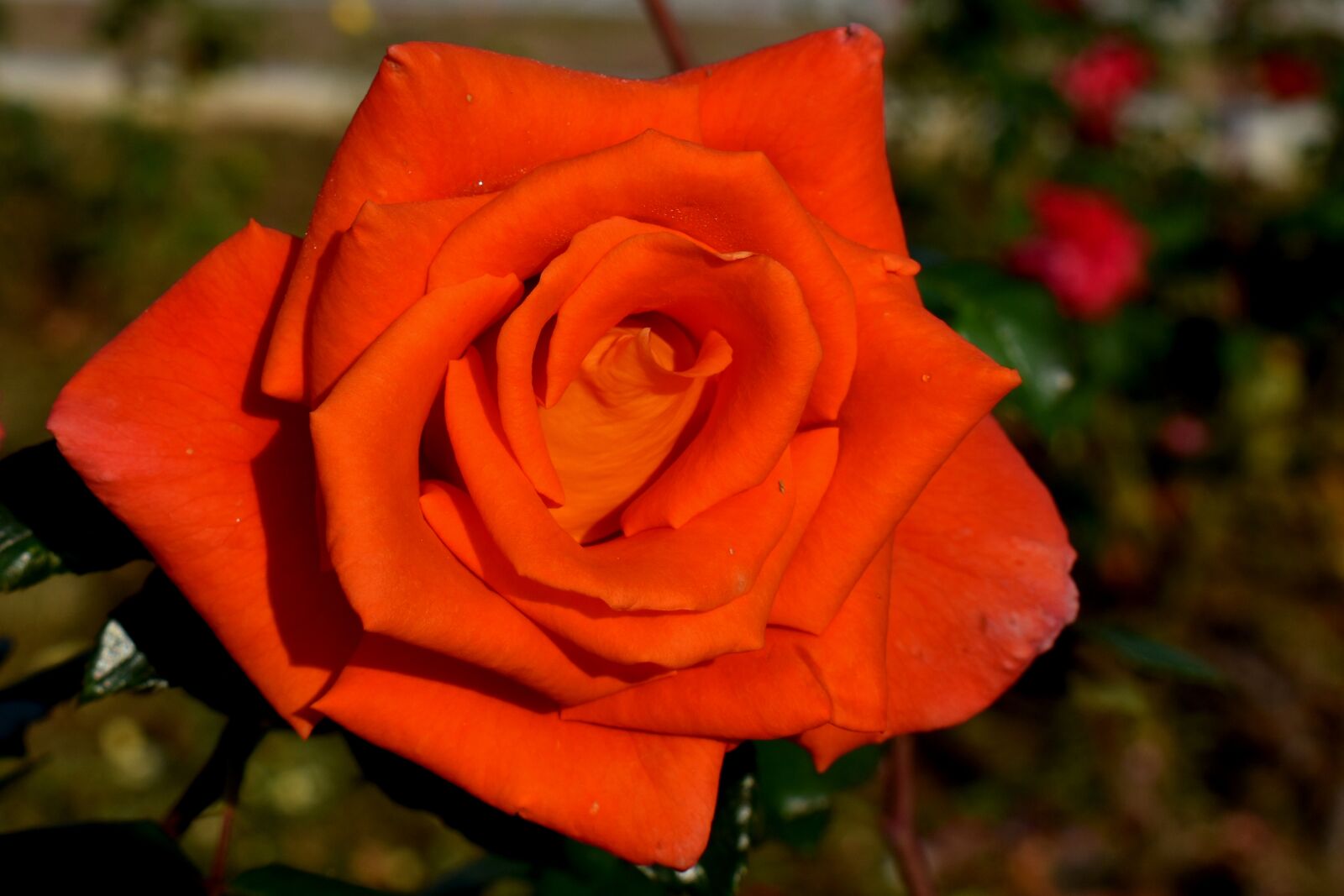 Nikon D3500 sample photo. Rose, flower, bloom photography