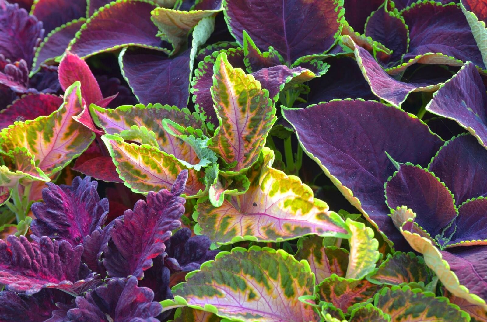 Nikon D7000 sample photo. Plant, strong color, leaves photography