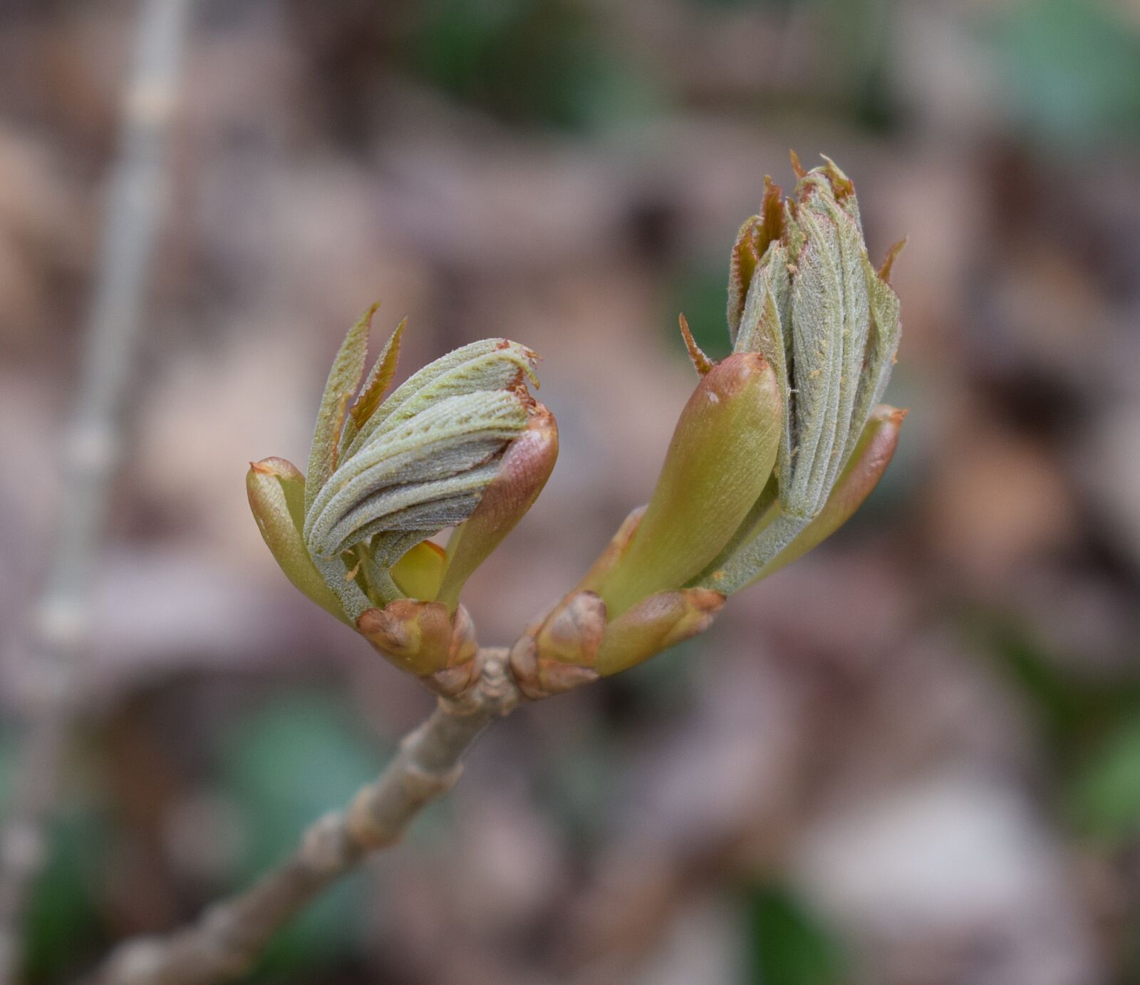 Nikon D3300 sample photo. Japanese chestnut leaves opening photography
