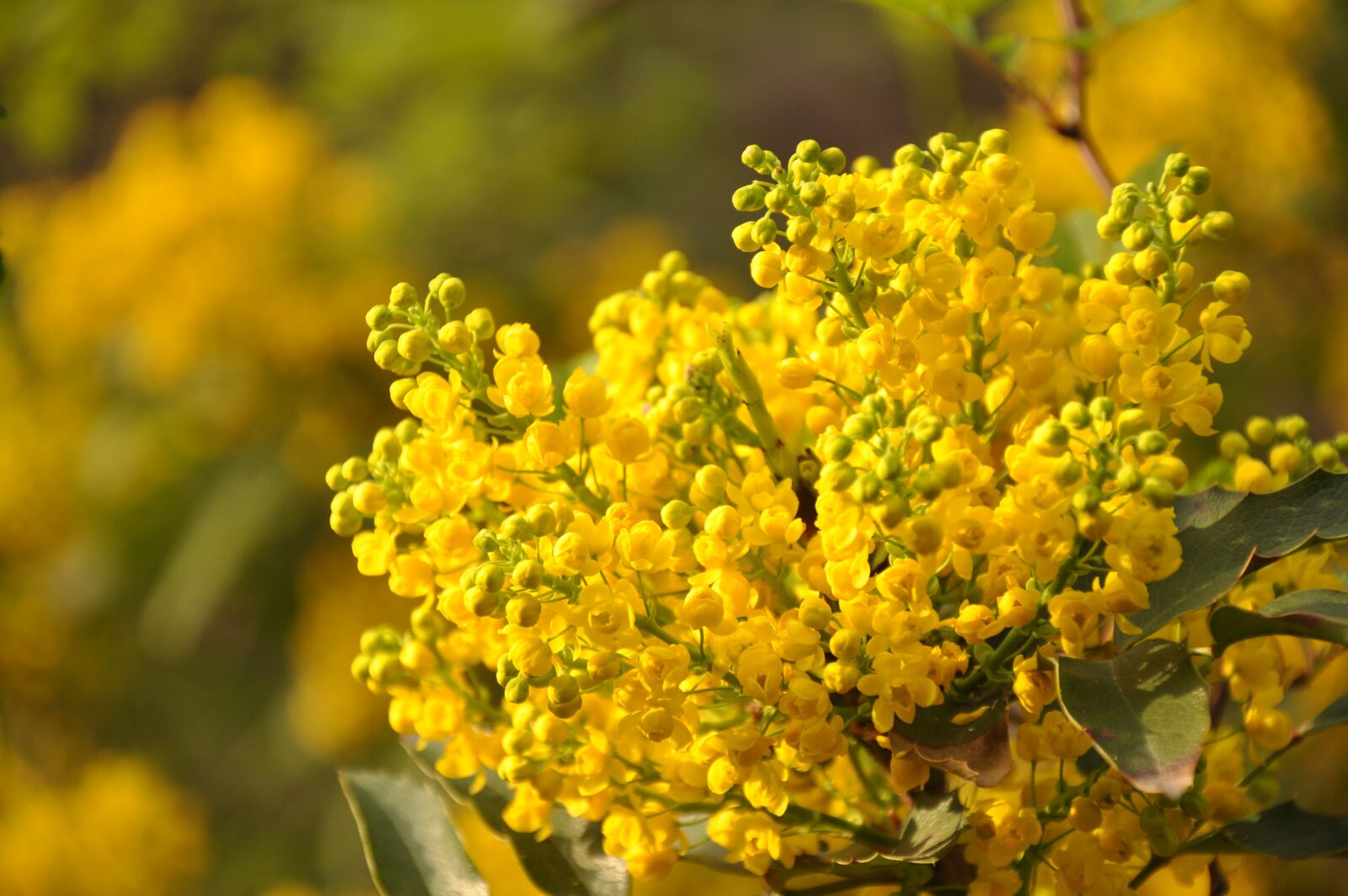 Nikon D90 sample photo. Mimosa, flower, plant photography