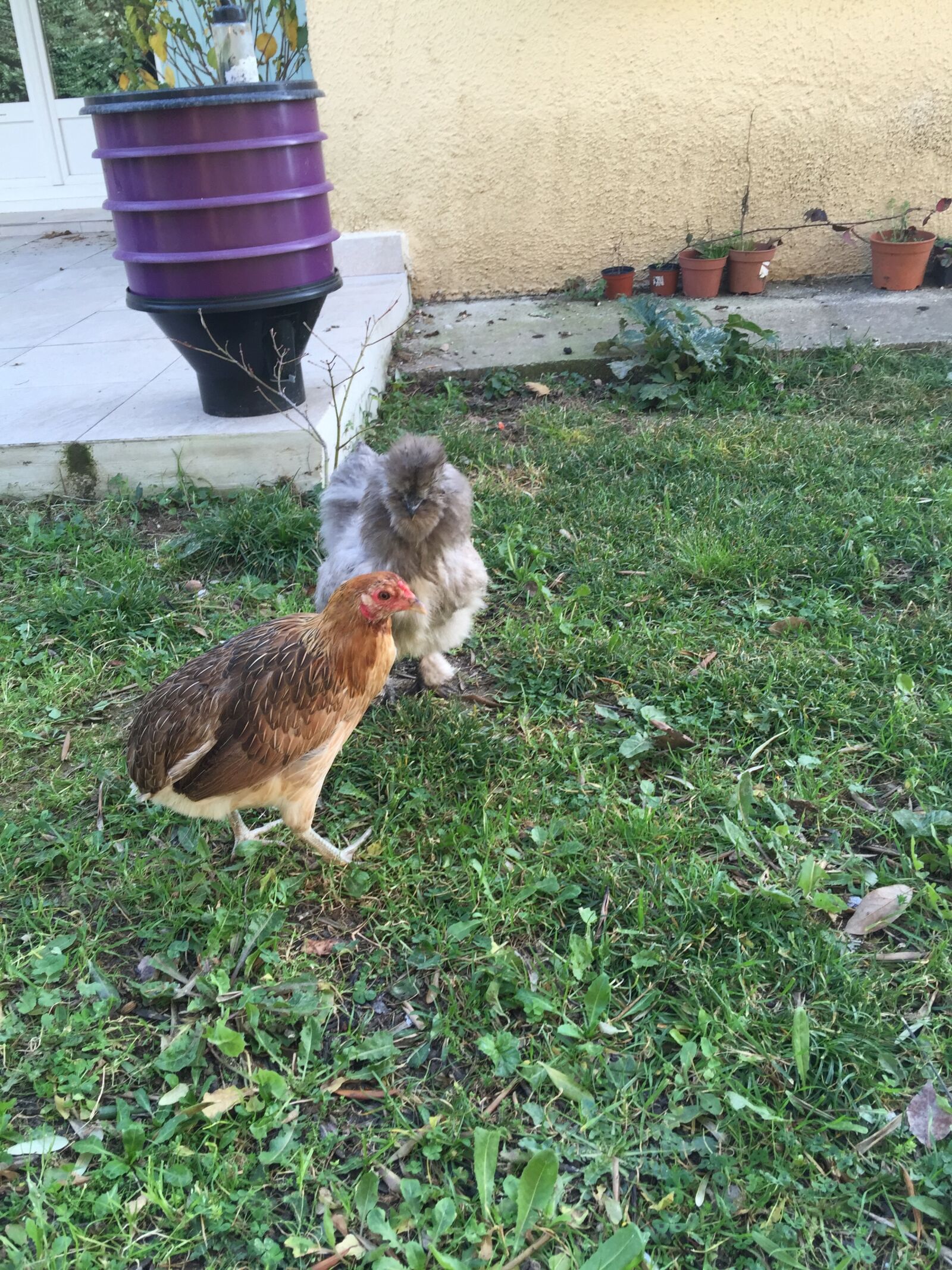 iPhone 6 Plus back camera 4.15mm f/2.2 sample photo. Poules, de, luxe photography