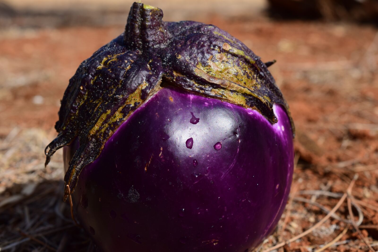 Nikon D3300 sample photo. Eggplant, vegetables, food photography