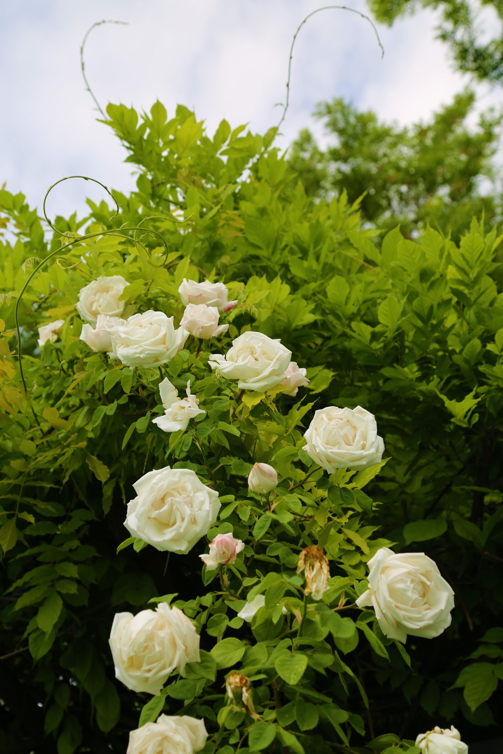 Canon EF 24-105mm F4L IS USM sample photo. White rose, rose, sprout photography