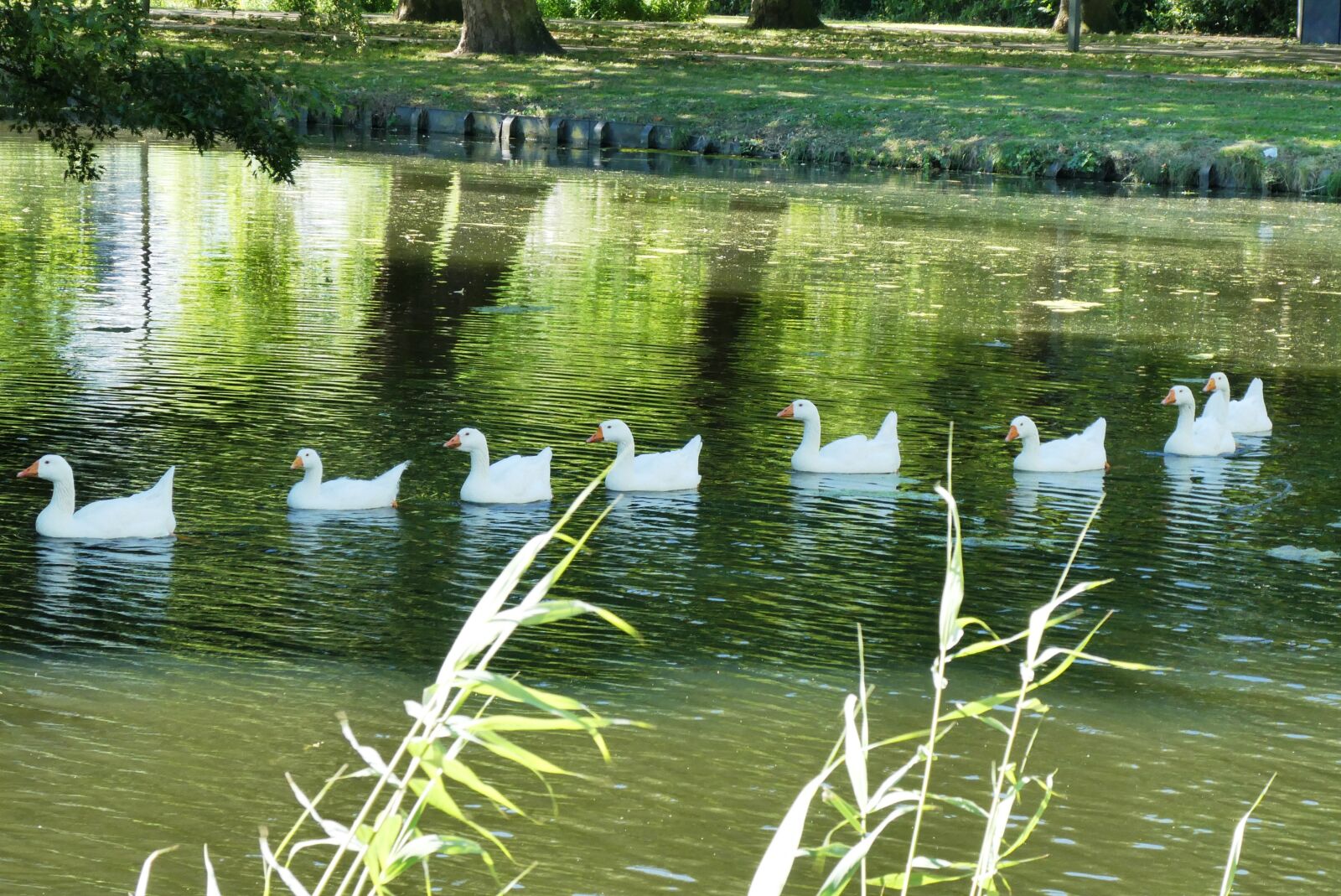 Panasonic Lumix DC-ZS70 (Lumix DC-TZ90) sample photo. White geese, boy, ditch photography