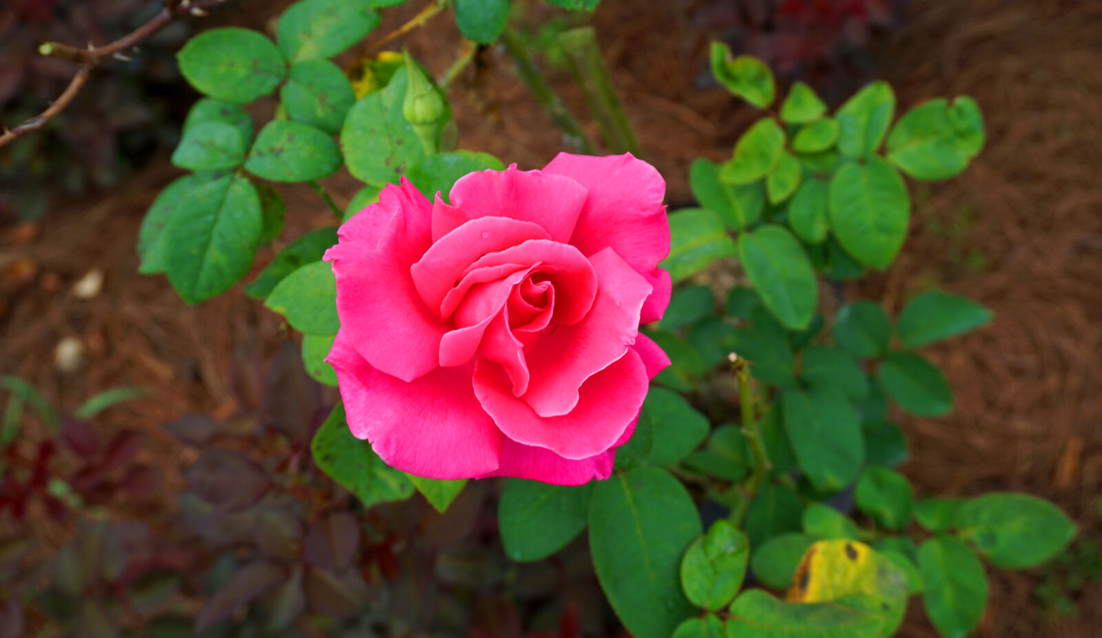 Sony a6000 sample photo. Rose photography