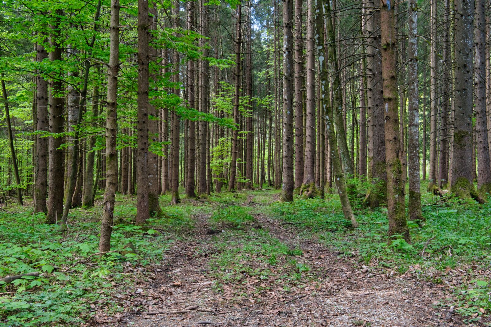 Nikon D7500 sample photo. Forest, away, forest path photography