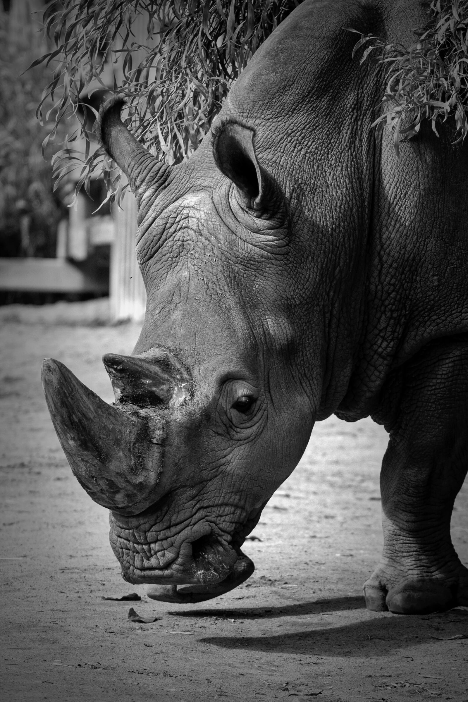 Canon EOS 7D Mark II + Canon EF 70-200mm F4L USM sample photo. Nature, zoo, animal photography