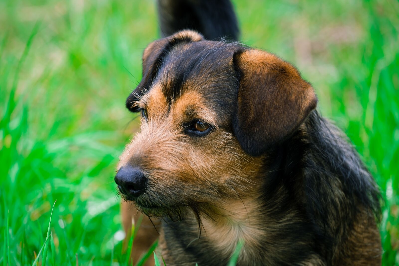 Fujifilm X-T10 + Fujifilm XF 55-200mm F3.5-4.8 R LM OIS sample photo. Dog, home, terrier photography