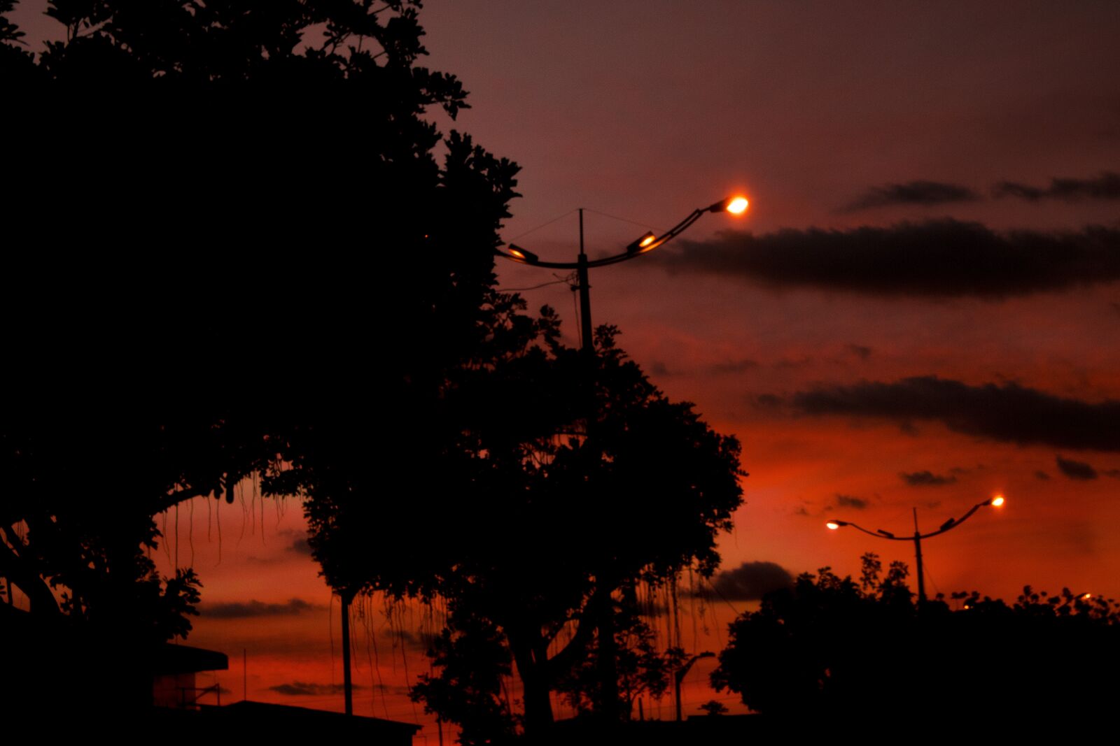 Canon EOS 750D (EOS Rebel T6i / EOS Kiss X8i) sample photo. Network, sky, tree photography