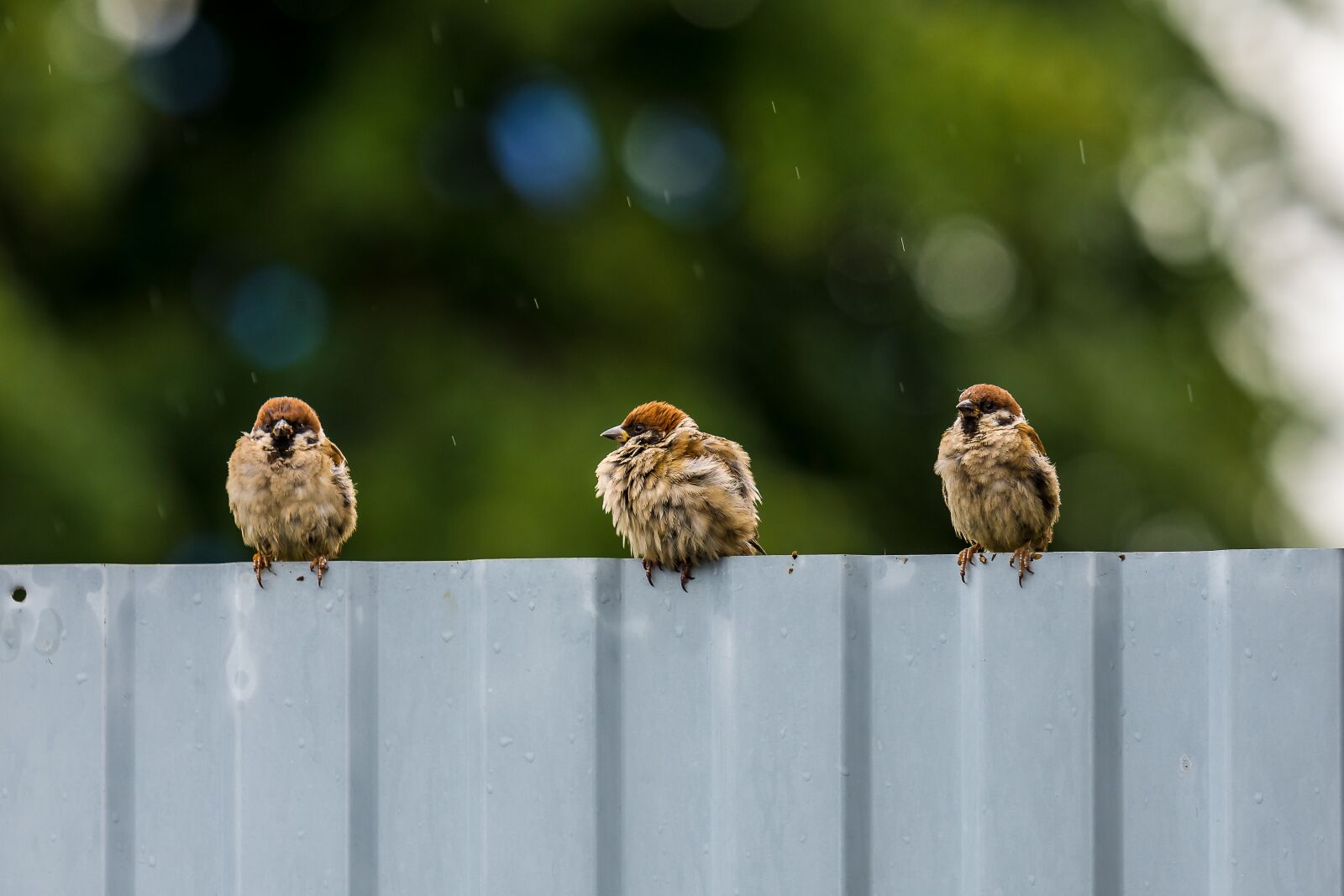 Nikon D7200 sample photo. Birds, sparrow, plumage photography