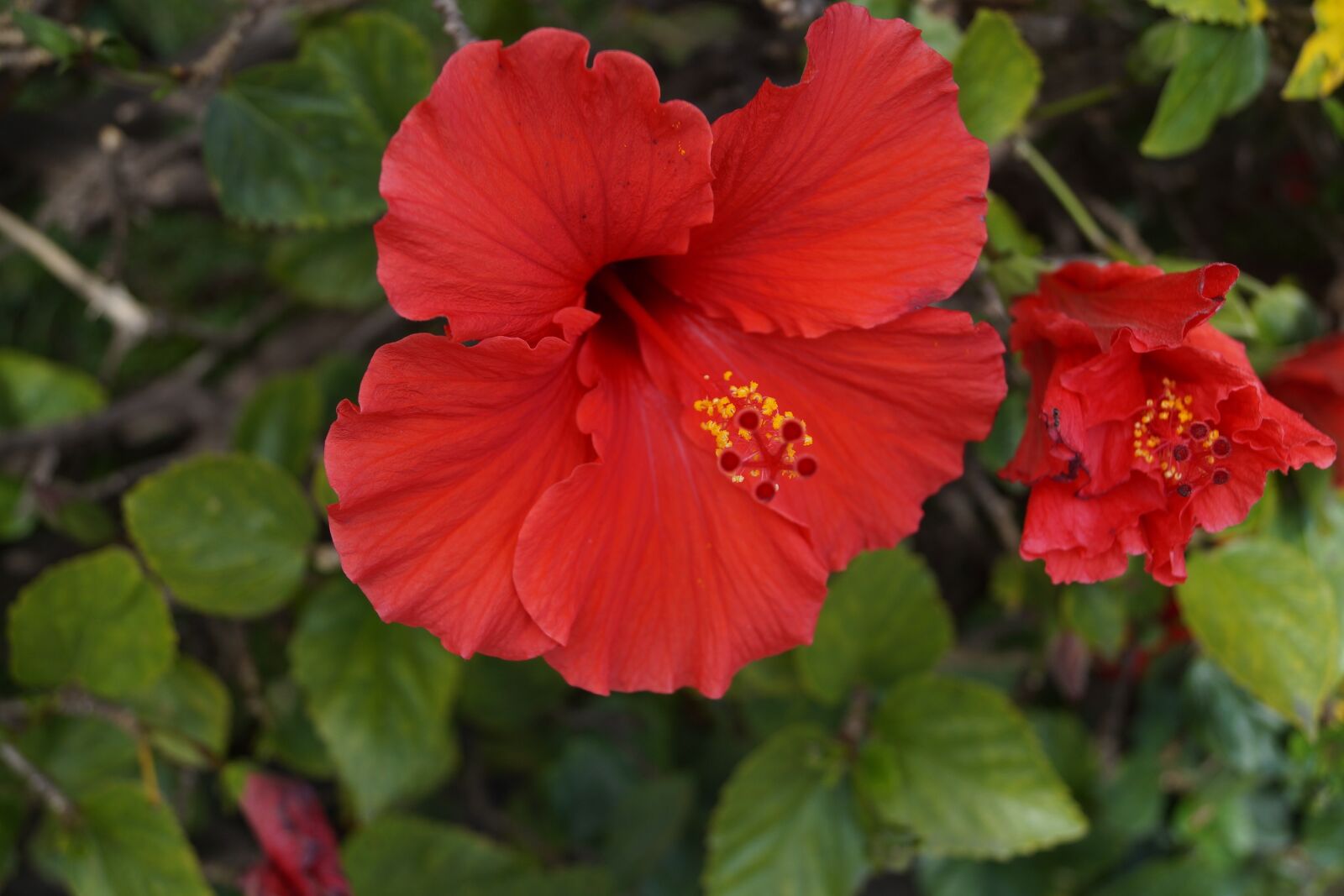 Sony DT 18-55mm F3.5-5.6 SAM II sample photo. Hibiscus, flowers, red photography