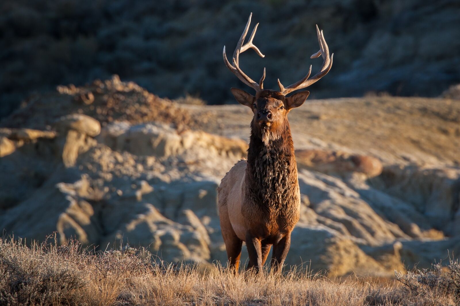 Canon EF 500mm F4L IS USM sample photo. Elk, bull, wildlife photography