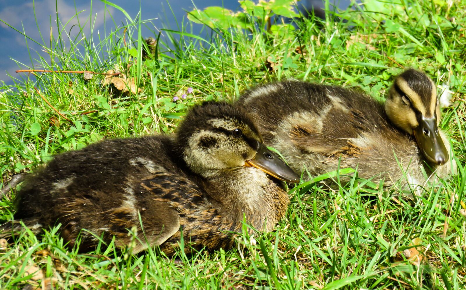 Canon PowerShot SX710 HS sample photo. Animal, nature, duck photography