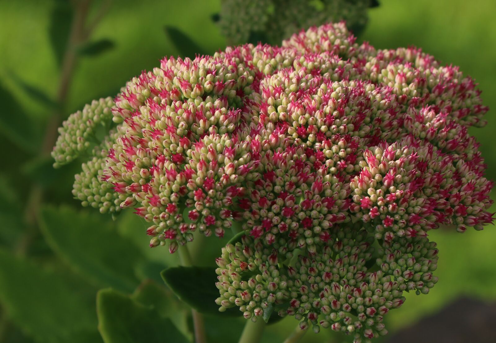 Canon EOS 70D sample photo. Flower, nature, flora photography
