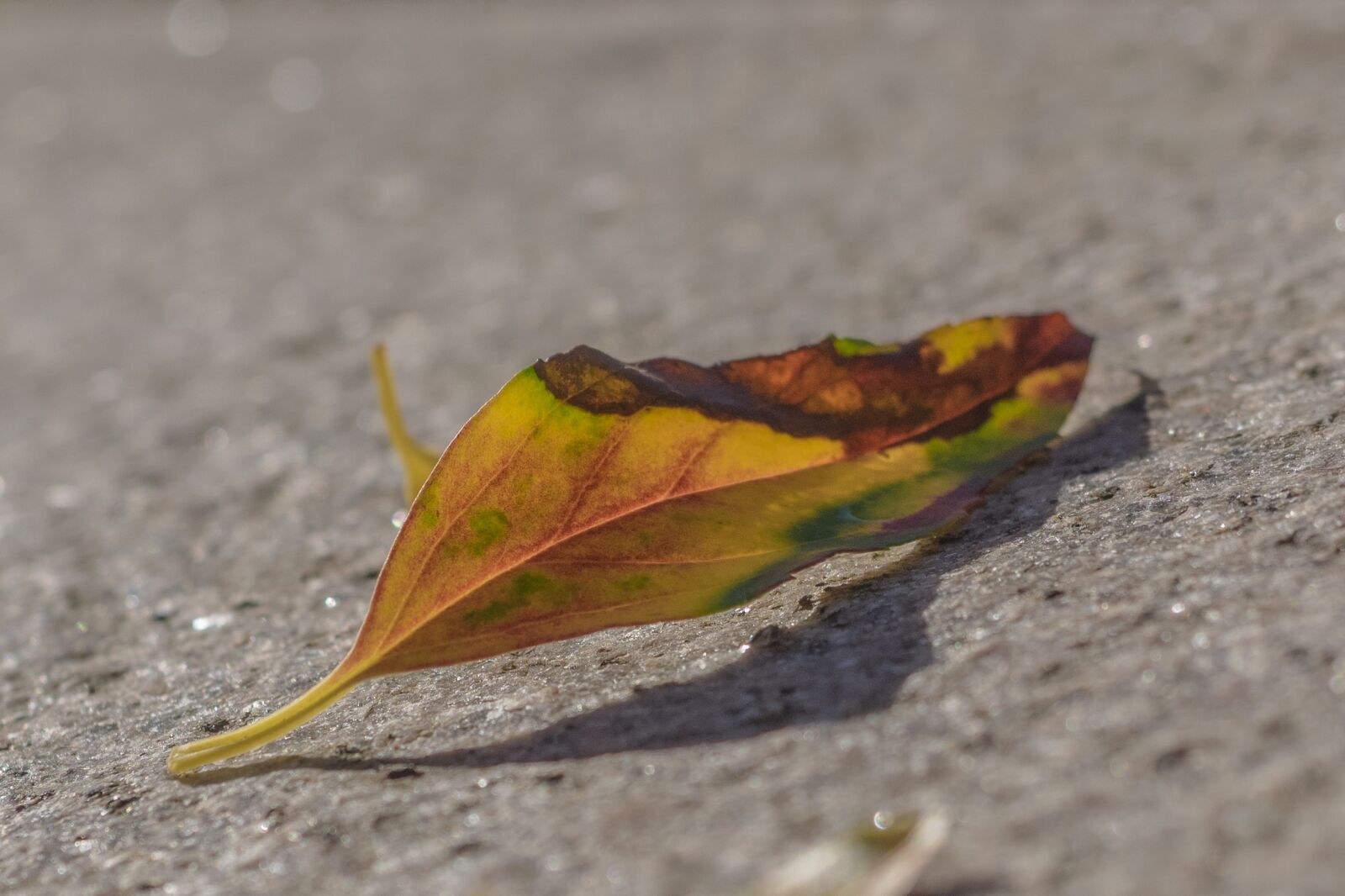 Olympus OM-D E-M1 + Olympus M.Zuiko Digital ED 12-40mm F2.8 Pro sample photo. Leaf, autumn, golden autumn photography