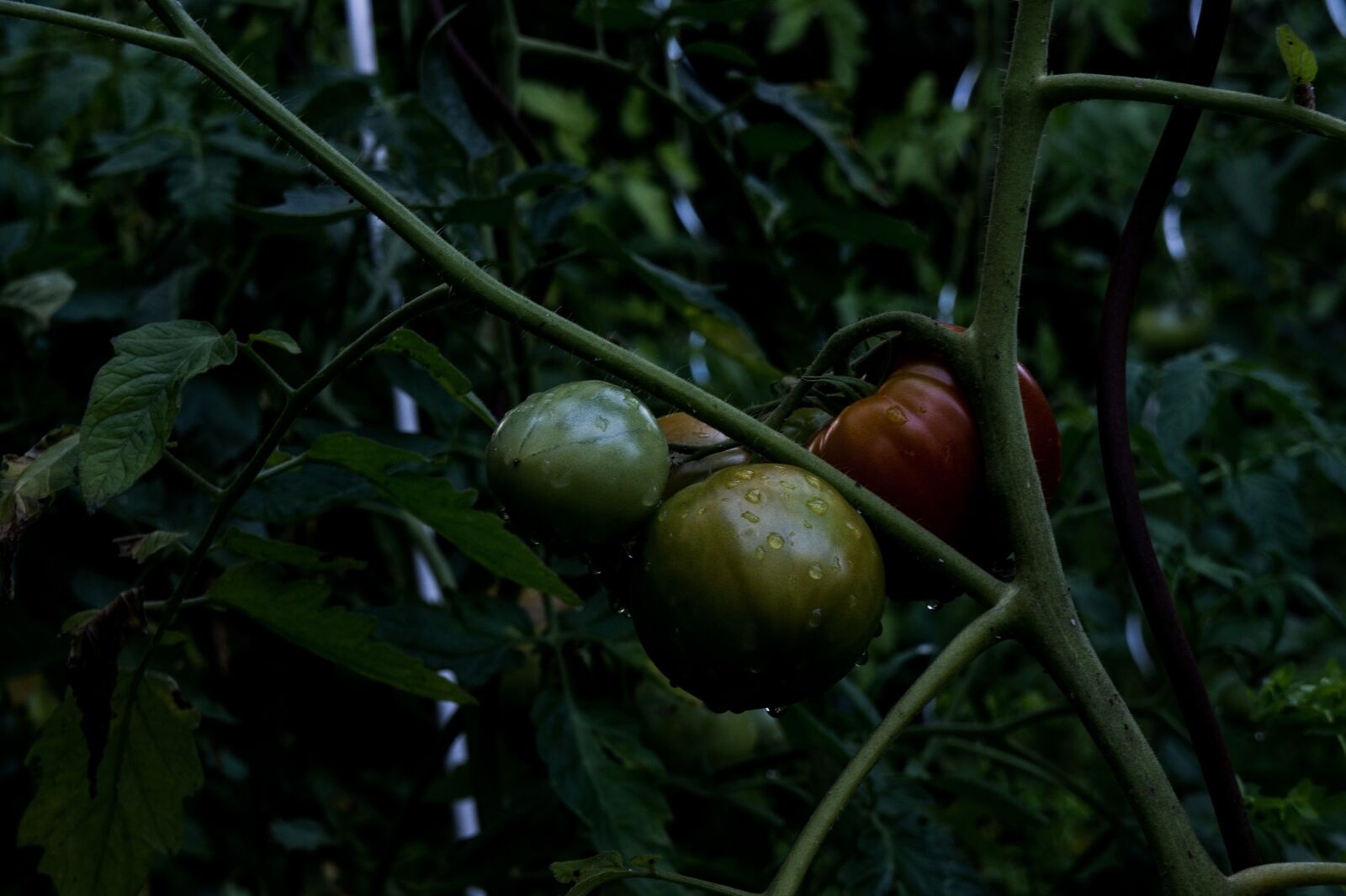 Sony Alpha NEX-3 + Sony E 18-55mm F3.5-5.6 OSS sample photo. Tomatoes, vegetable garden, vegetables photography