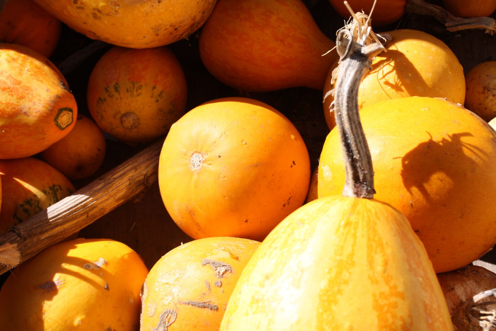 Canon EOS 450D (EOS Rebel XSi / EOS Kiss X2) sample photo. Gourds, gourd, autumn photography