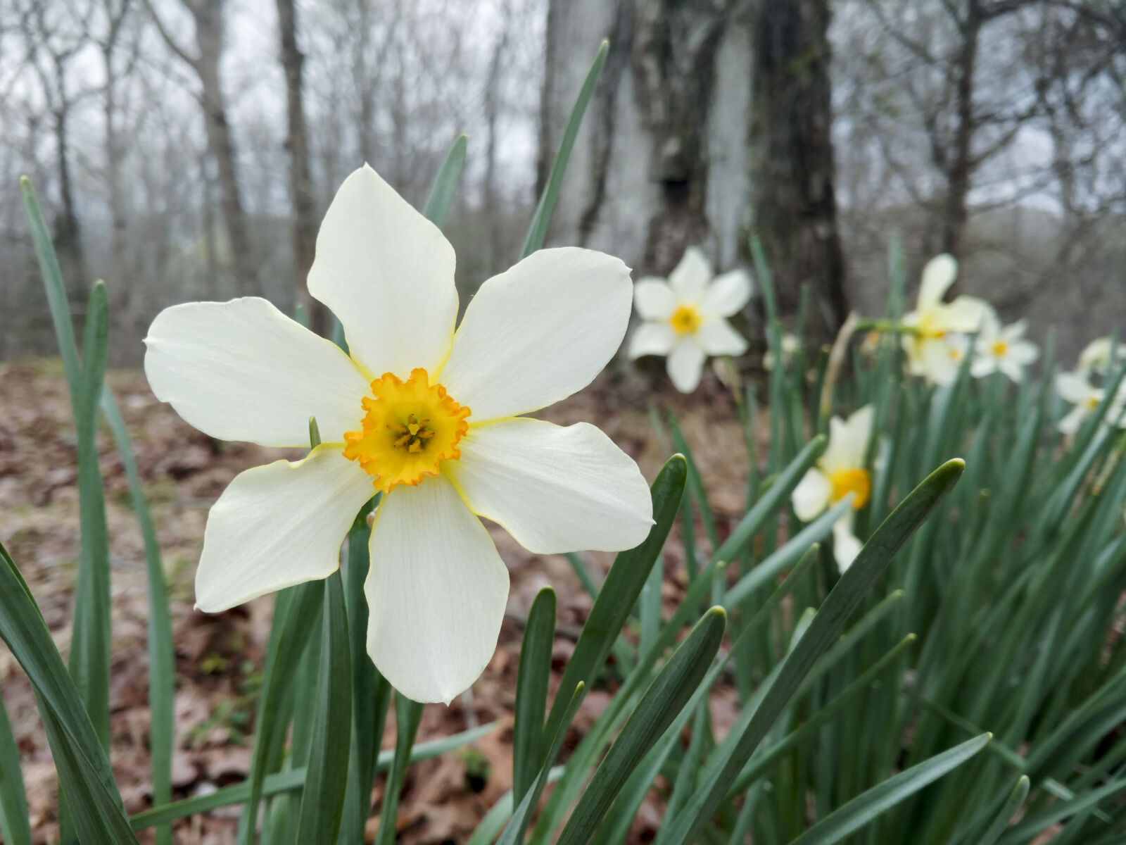 Motorola DROID Turbo 2 sample photo. Daffodils, flowers, forest, green photography