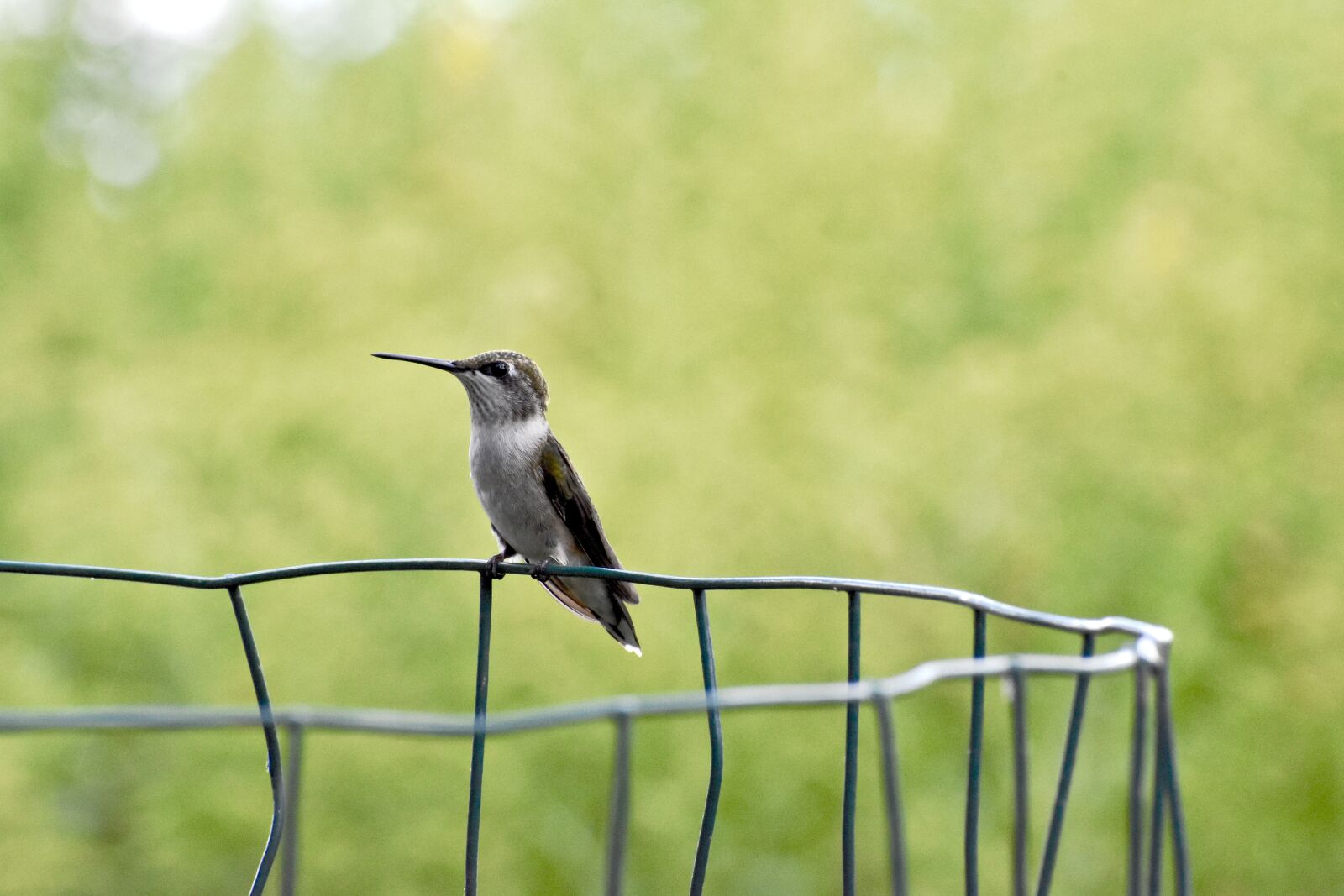 Nikon D3400 sample photo. Hummingbird, fence, small photography
