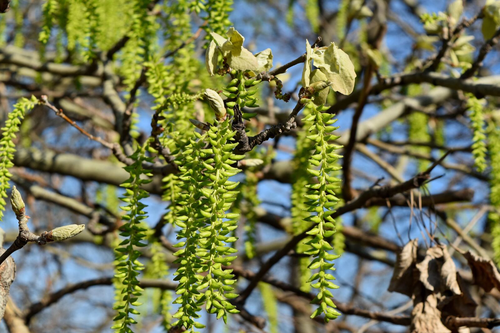 Nikon D5500 sample photo. Tree, forest, plant, branch photography