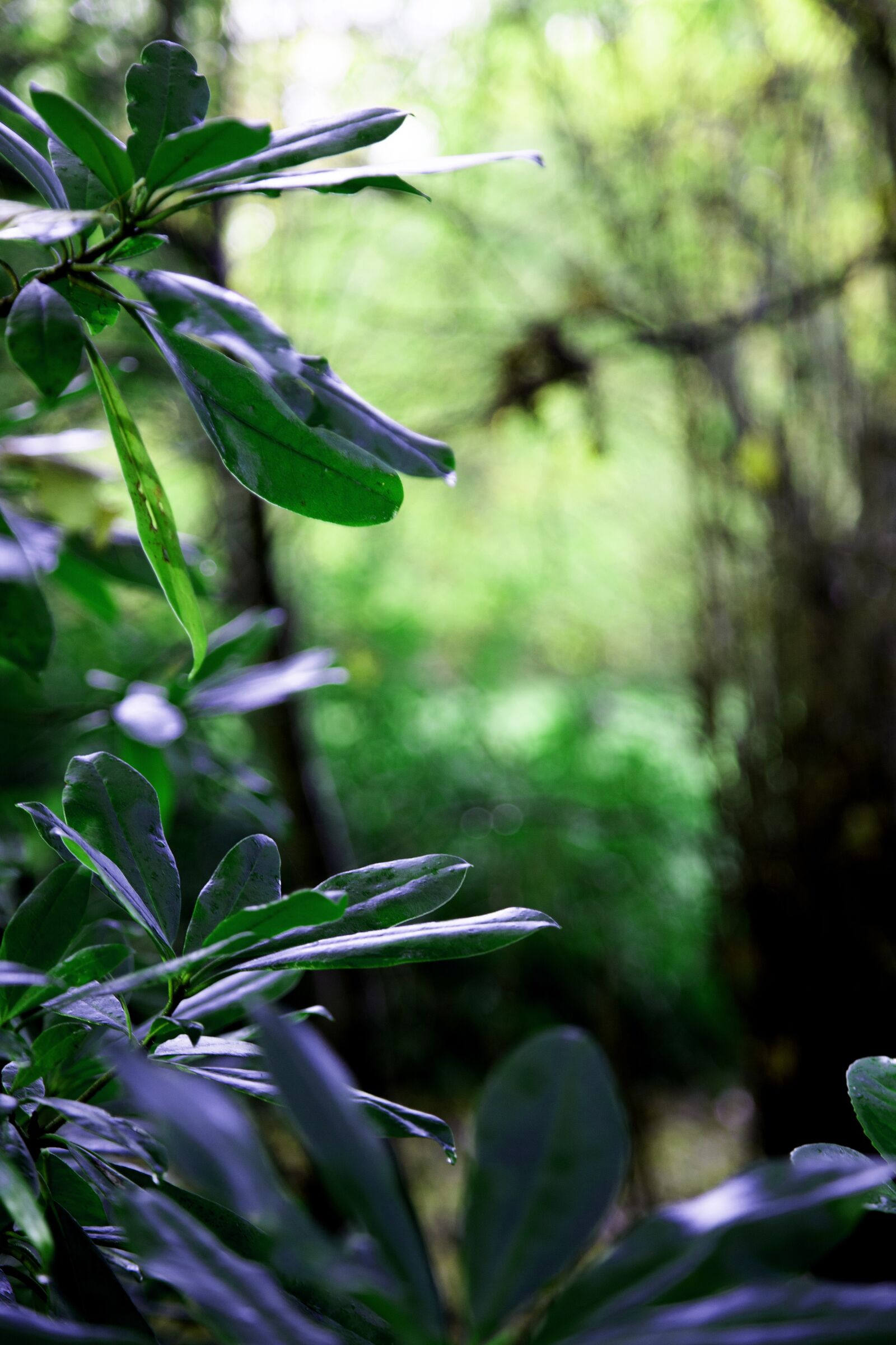 Canon EOS 6D + Canon EF 24-105mm F4L IS USM sample photo. Leaves, nature, forest photography