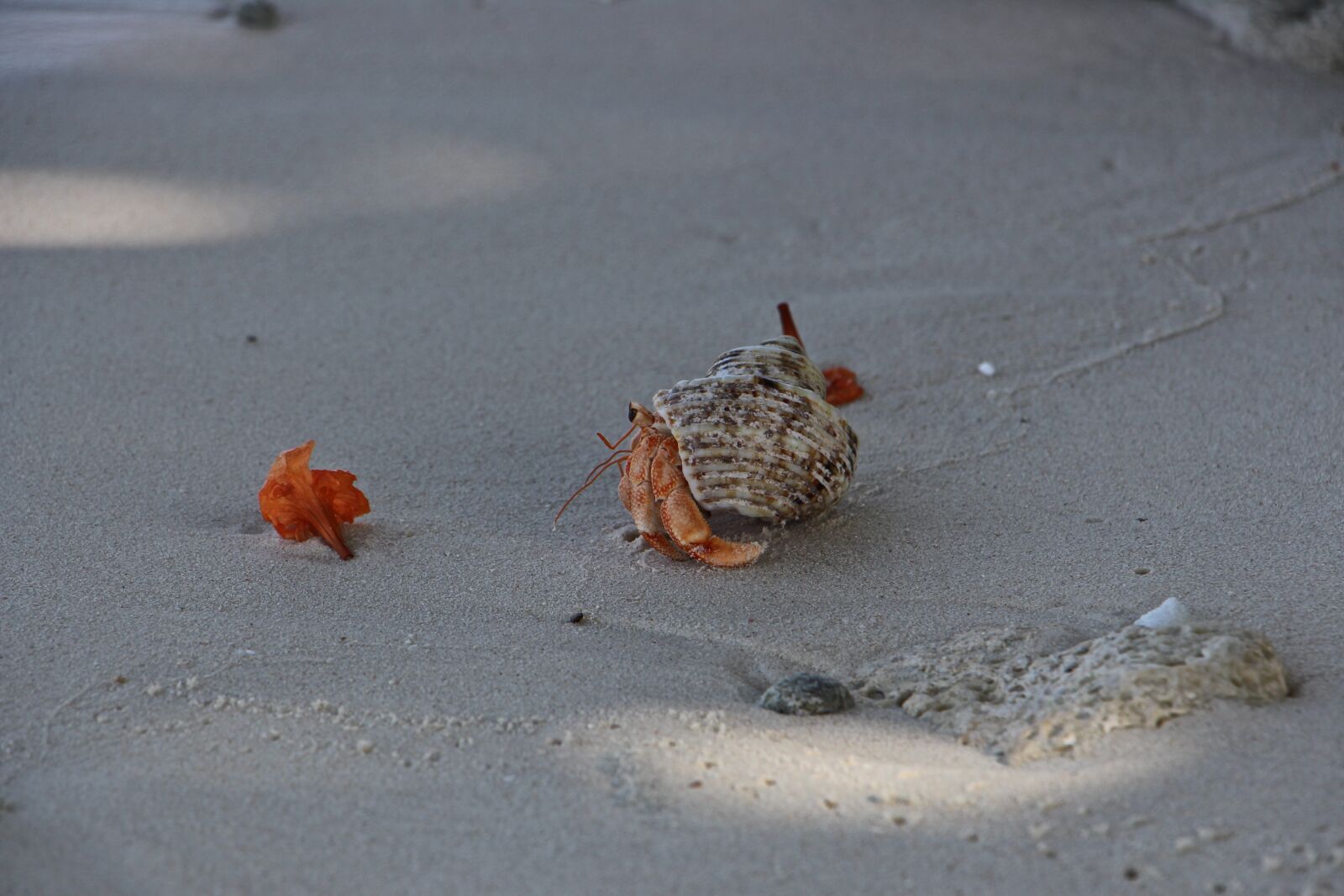Canon EOS 700D (EOS Rebel T5i / EOS Kiss X7i) sample photo. Cancer, run, go photography