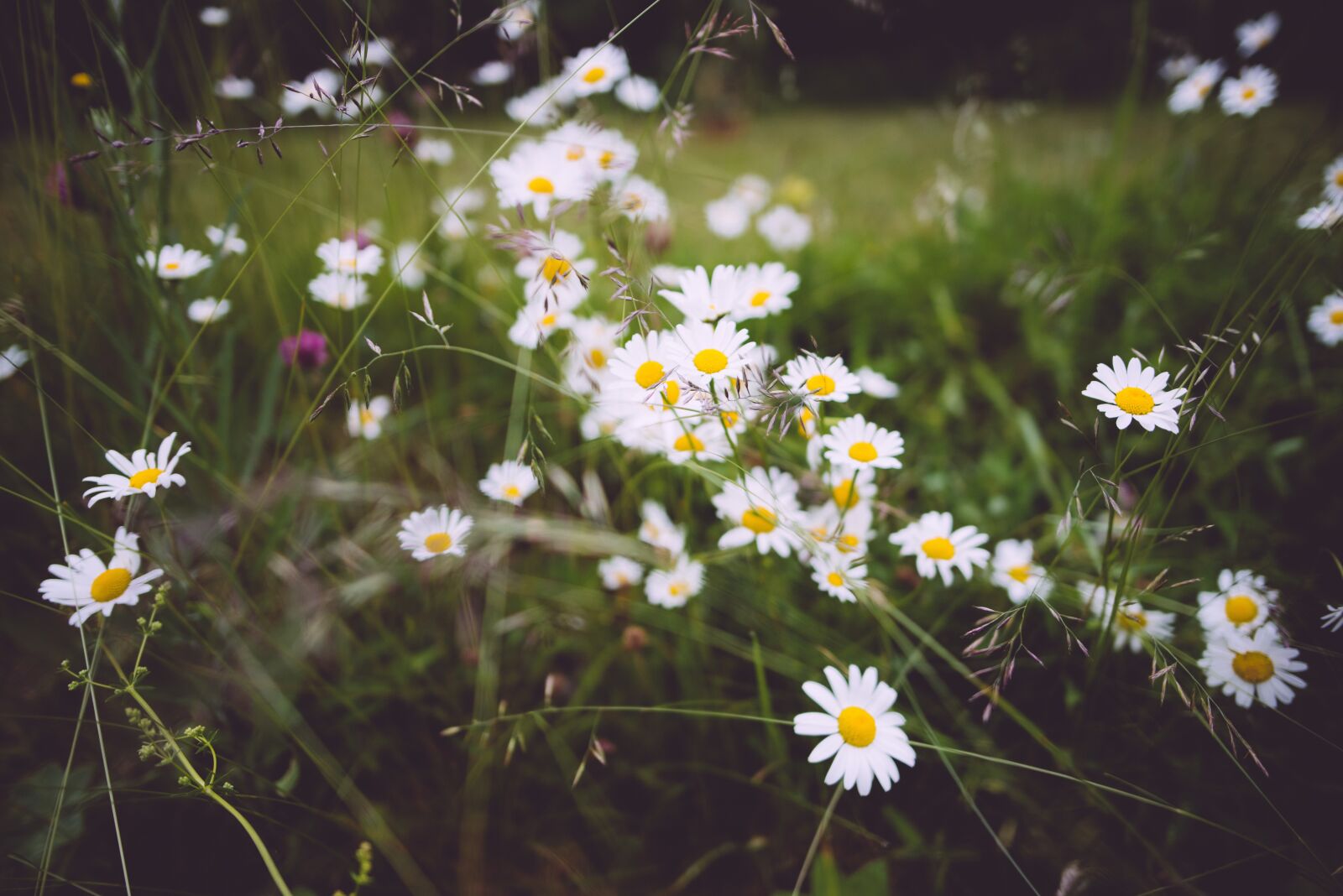 Nikon D810 sample photo. Bloom, blooming, blossoms photography