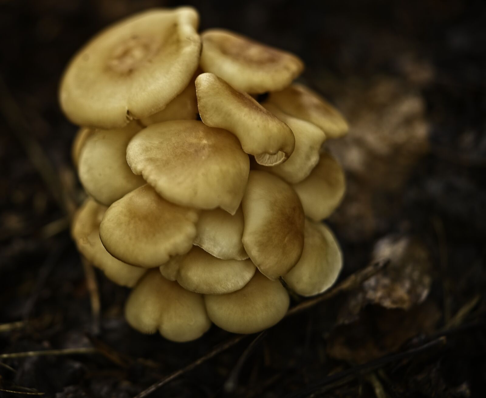 Sony FE 90mm F2.8 Macro G OSS sample photo. Mushrooms, fungi, cluster photography