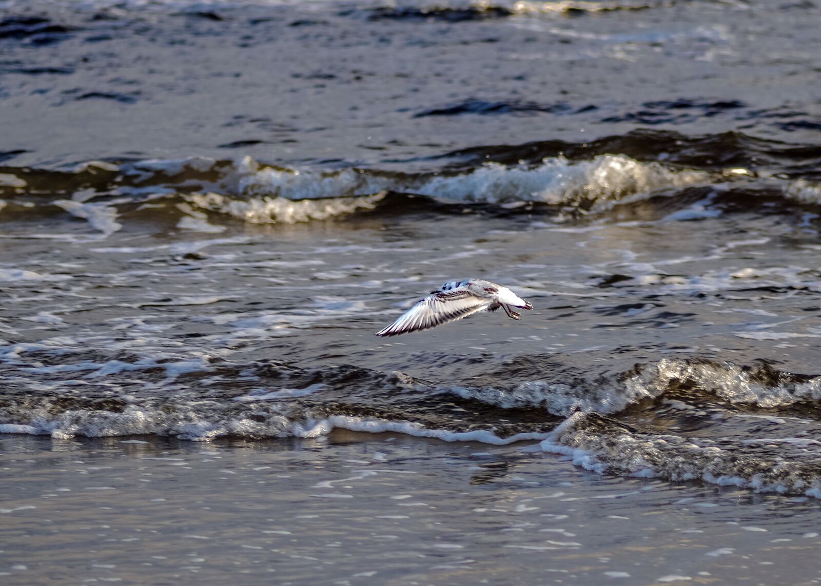 Pentax K-S2 sample photo. Sea, seagull, the waves photography
