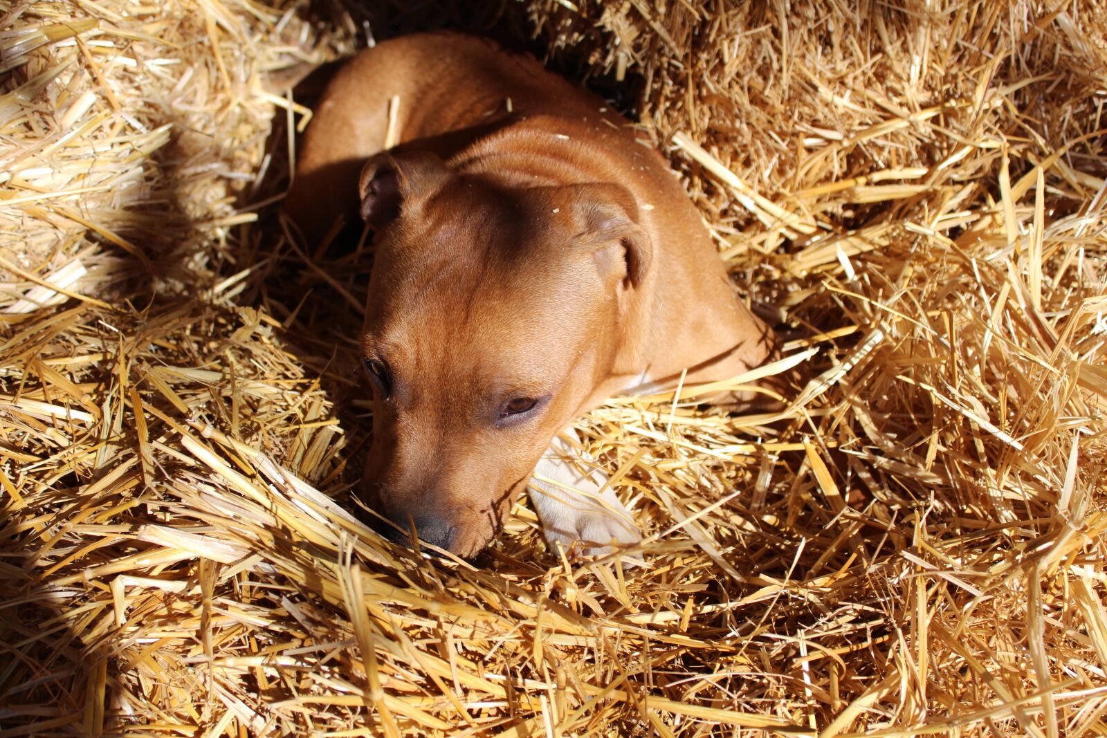 Canon EOS 650D (EOS Rebel T4i / EOS Kiss X6i) sample photo. Puppy, dog, staffordshire photography