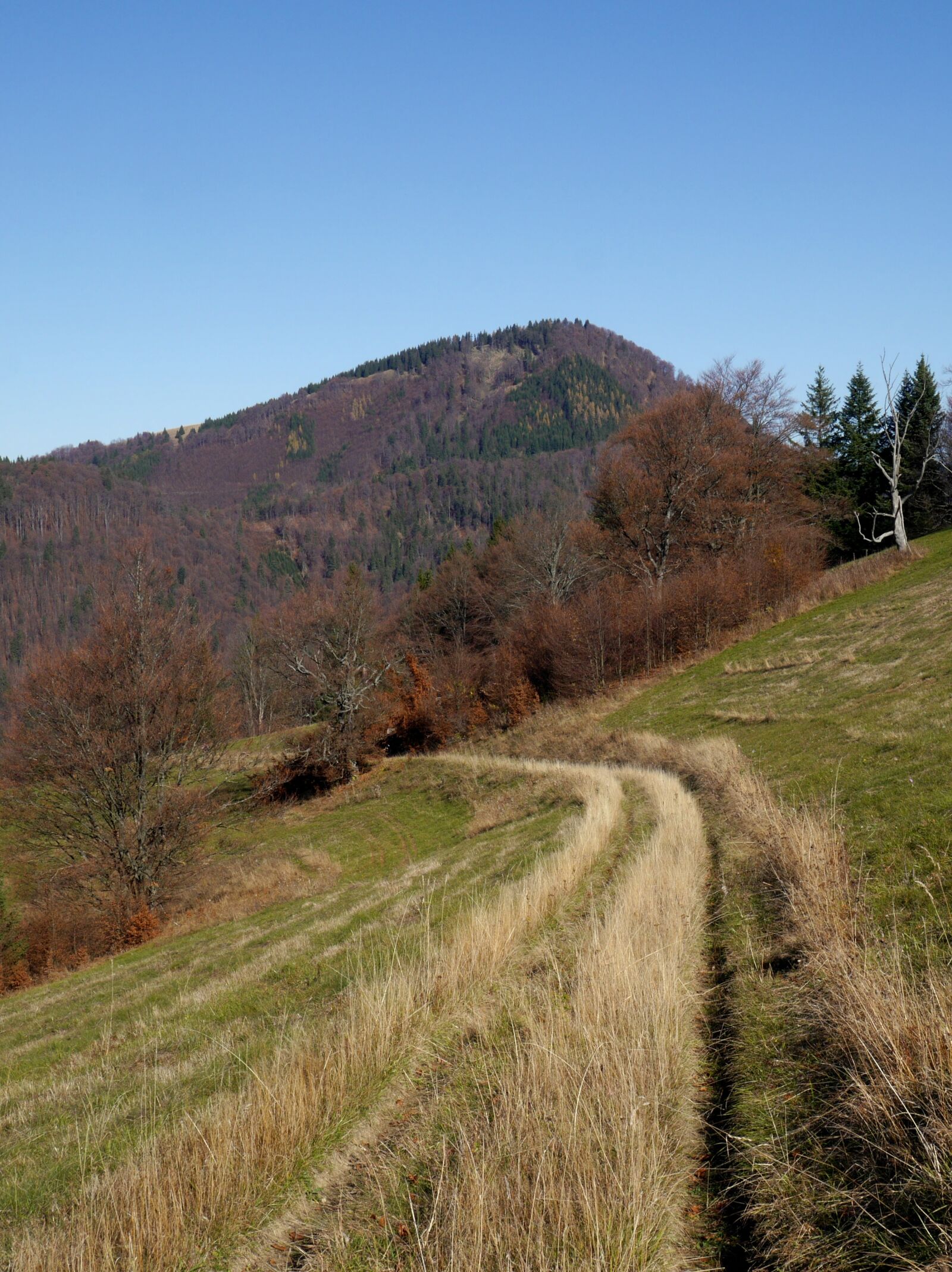 Panasonic Lumix DMC-G6 sample photo. Fedorka, path, meadow photography
