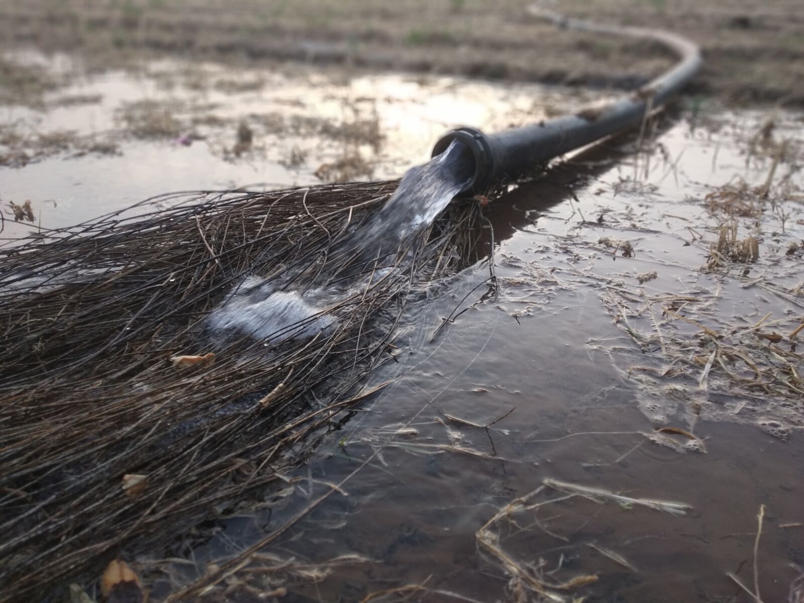 Xiaomi Redmi Y2 sample photo. Water, water in farming photography