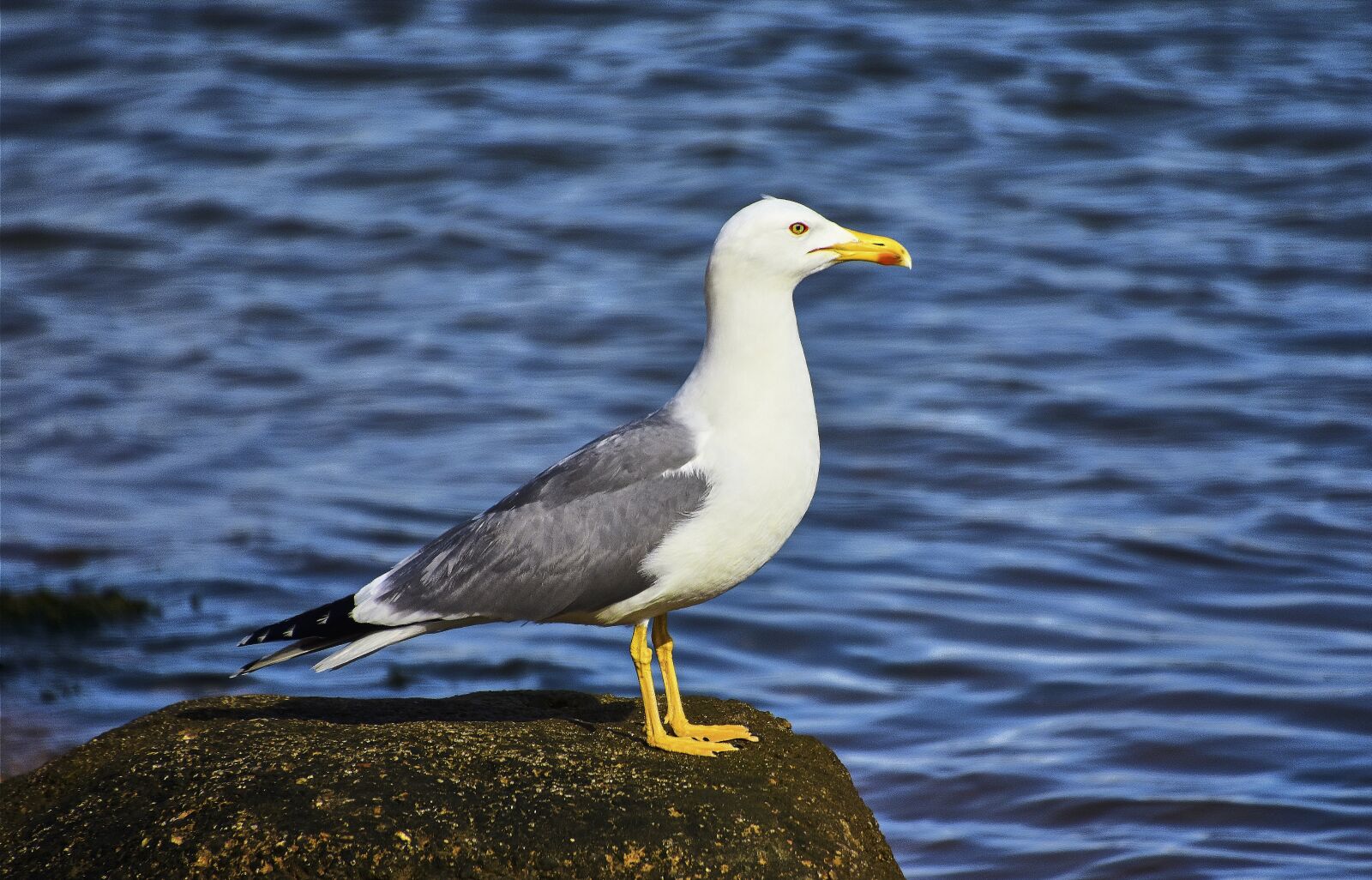 Nikon D7200 sample photo. Seagull, pen, birds photography