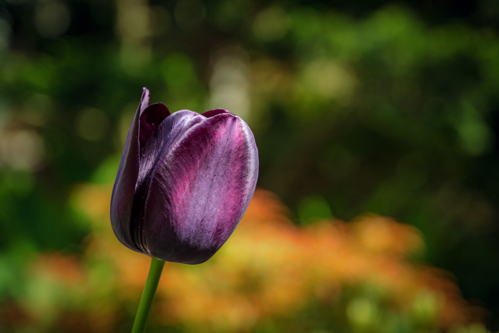 Nikon D7100 sample photo. Tulip, violet, nature photography