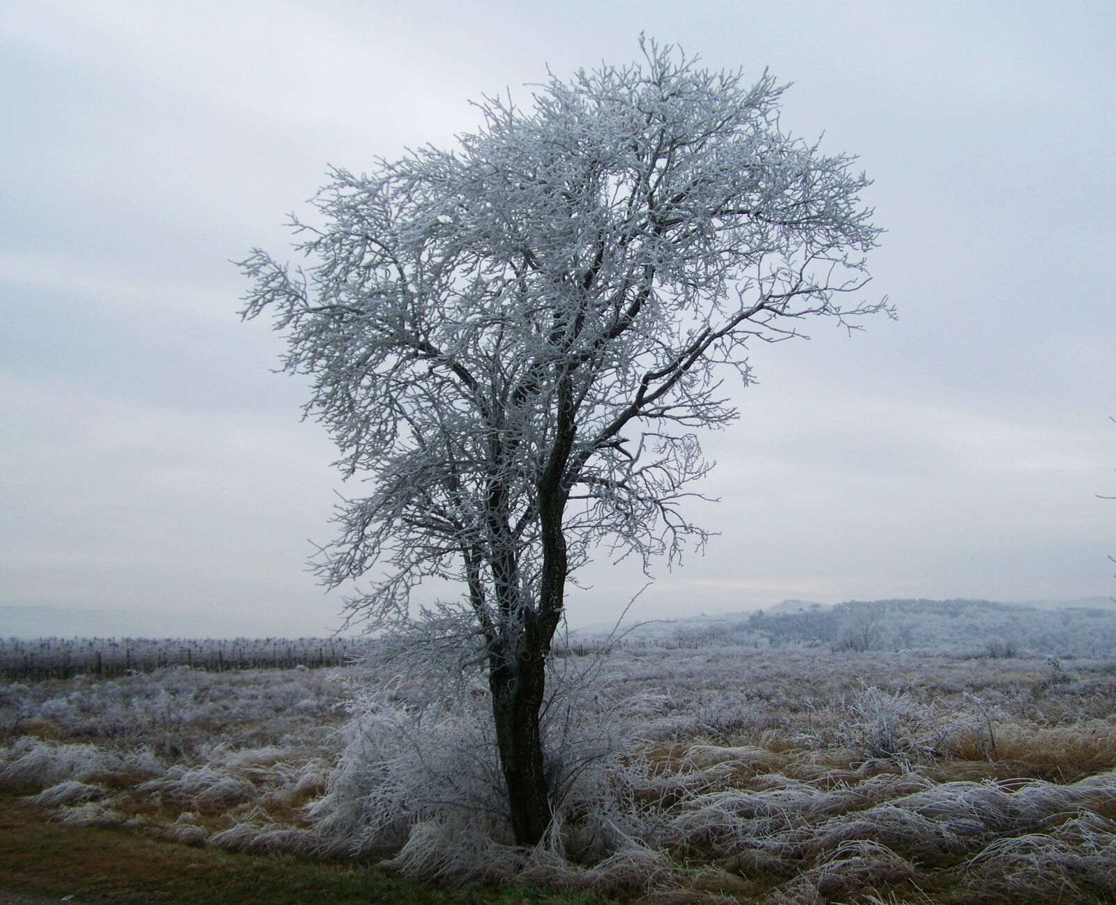 Kodak EASYSHARE ZD710 ZOOM DIGITAL CAMERA sample photo. Winter landscape, hoary, rimy photography