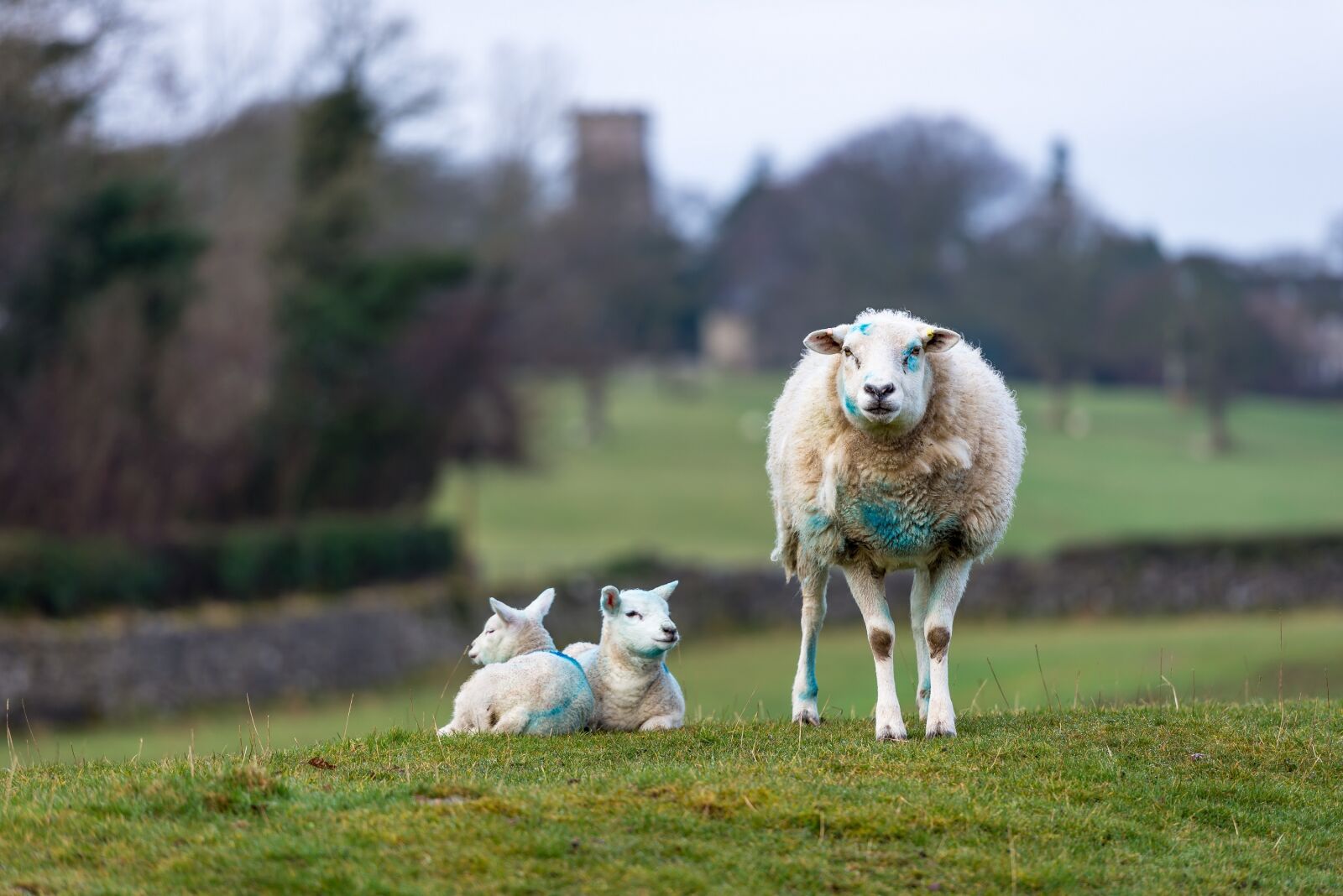 Nikon D600 sample photo. Sheep, lambs, ewe photography