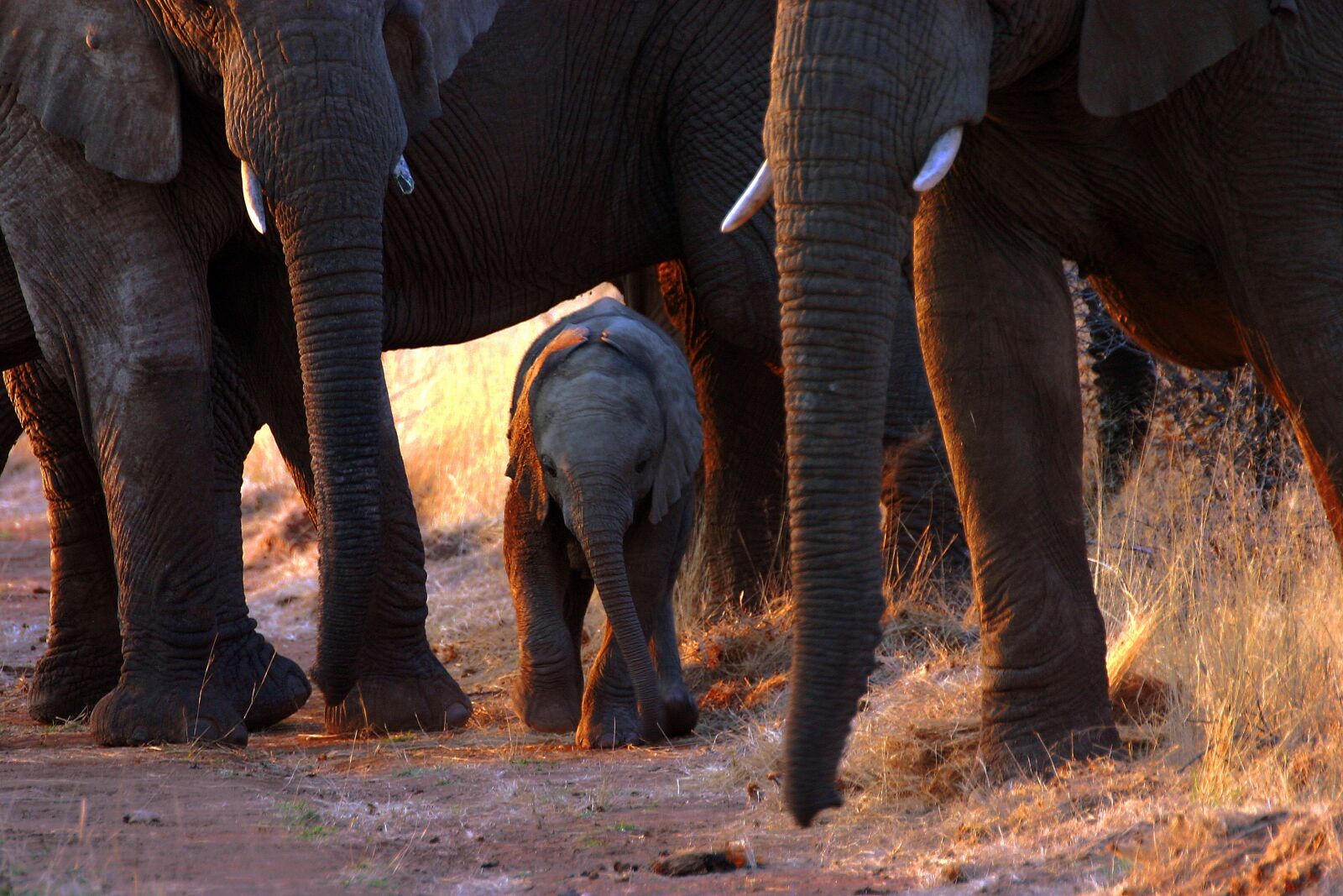 Canon EOS 300D (EOS Digital Rebel / EOS Kiss Digital) sample photo. Elephant, flock, herd of photography
