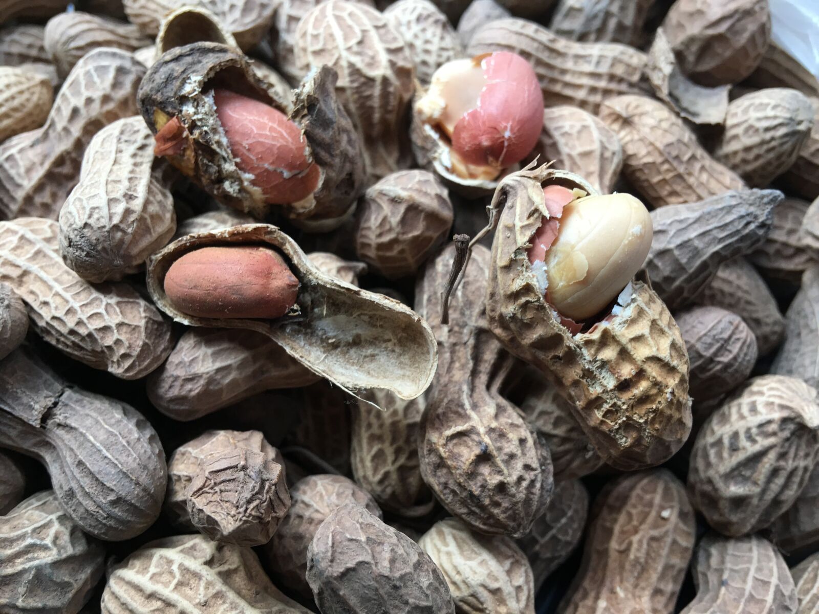 Apple iPhone 6s Plus sample photo. Seeds, nature, vegetable photography