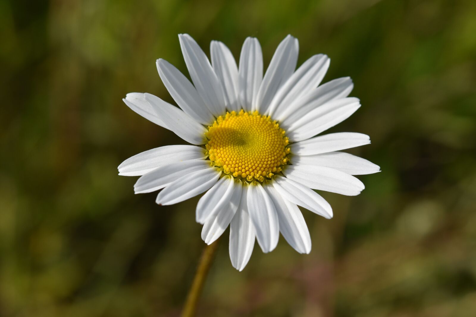Nikon D5600 sample photo. Flower, daisy flower, flower photography